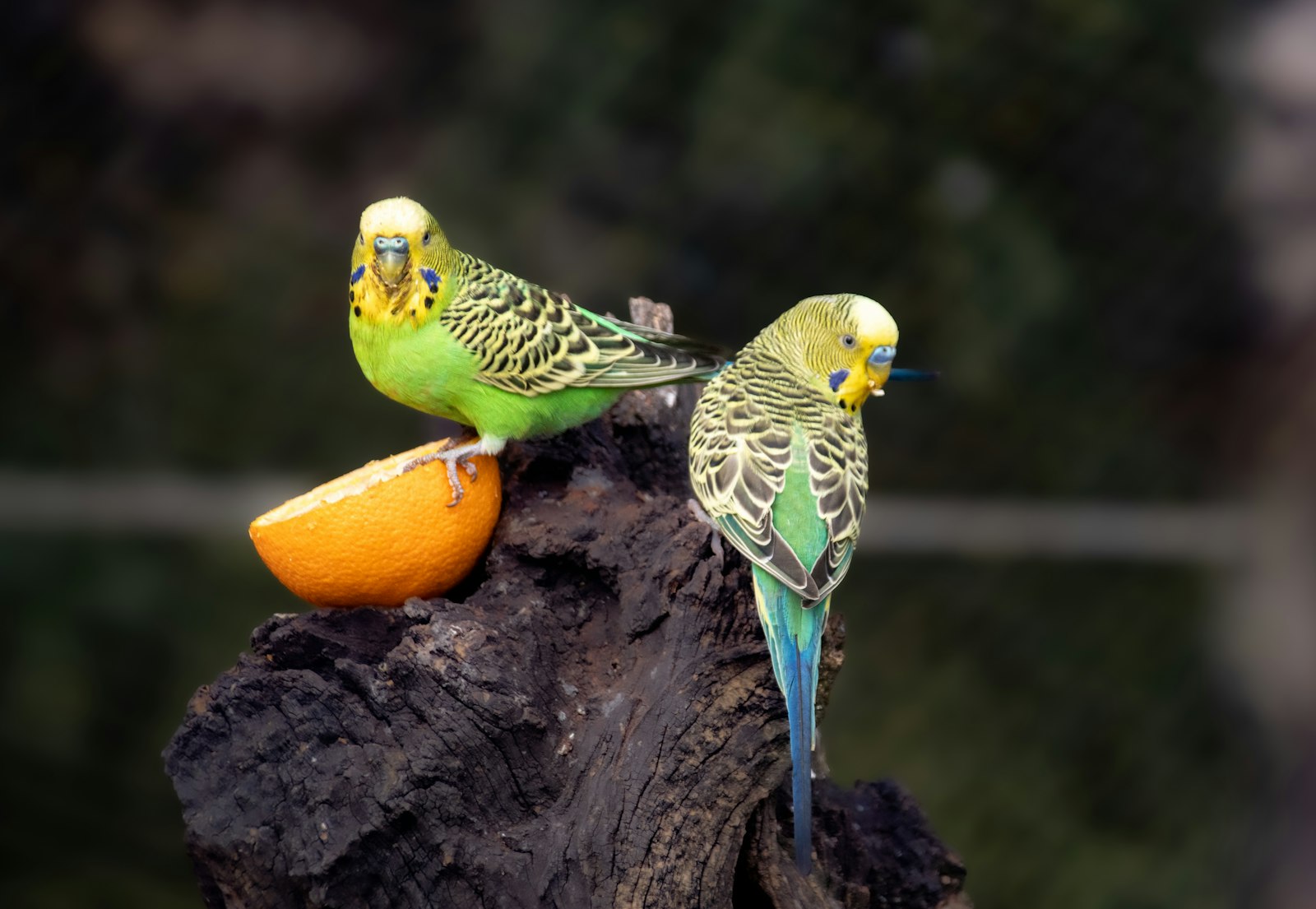 Two green budgies perched on a log beside a slice of orange.