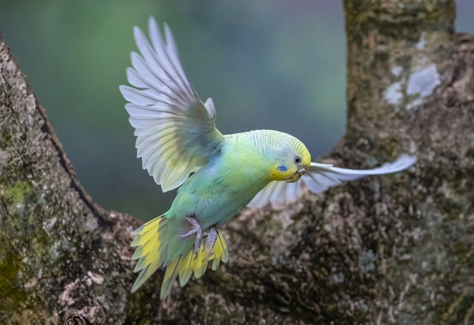 A light green and yellow budgie with wings spread, flying close to a tree trunk.