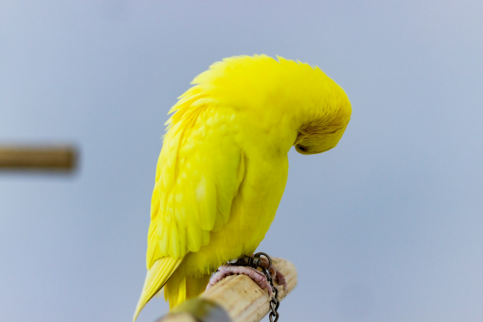 A bright yellow budgie preening its feathers while perched on a wooden stand.