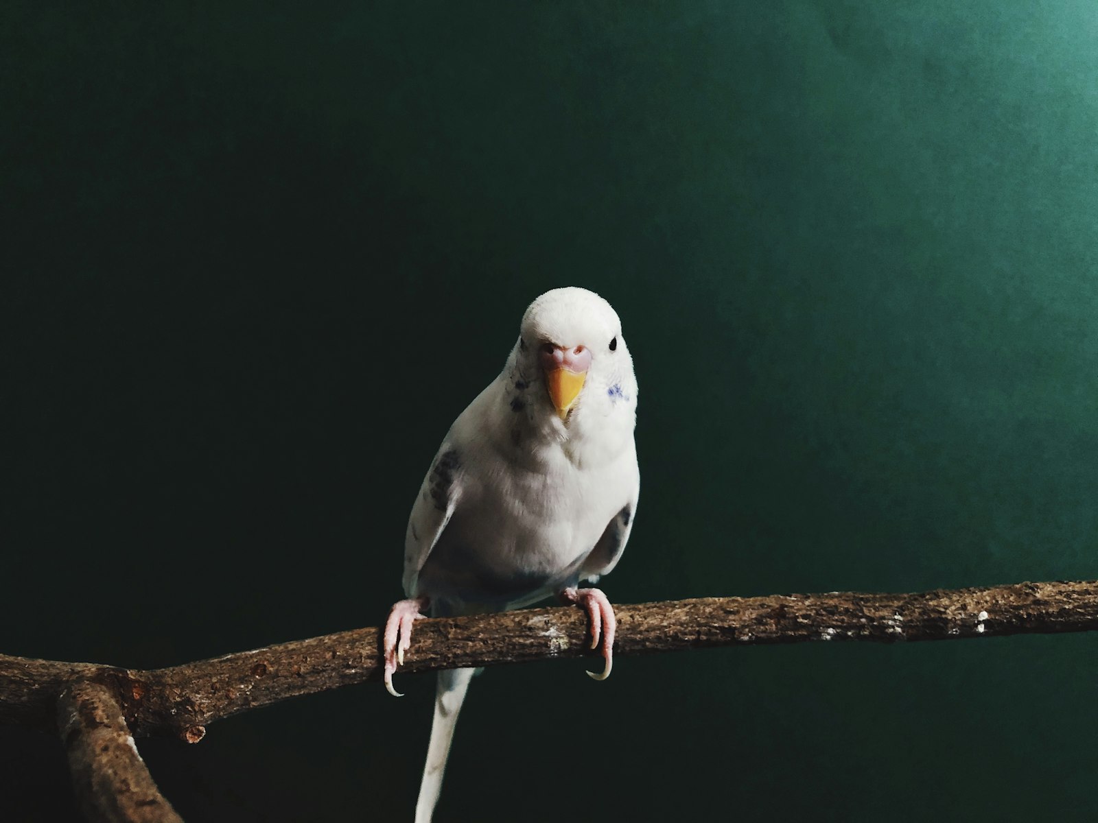 A pale grey and white budgie resting on a branch against a dark green background.