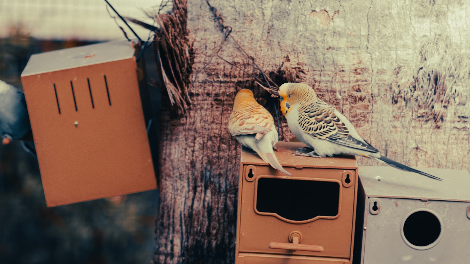 Two budgies perched on a wooden nest box mounted on a tree trunk, with more nest boxes nearby.