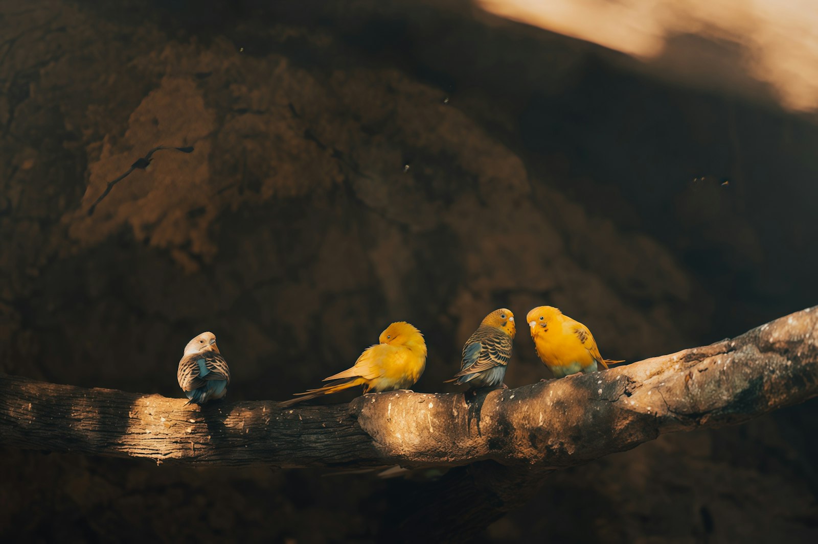 Four budgies, mostly yellow, perched on a log in warm evening sunlight.