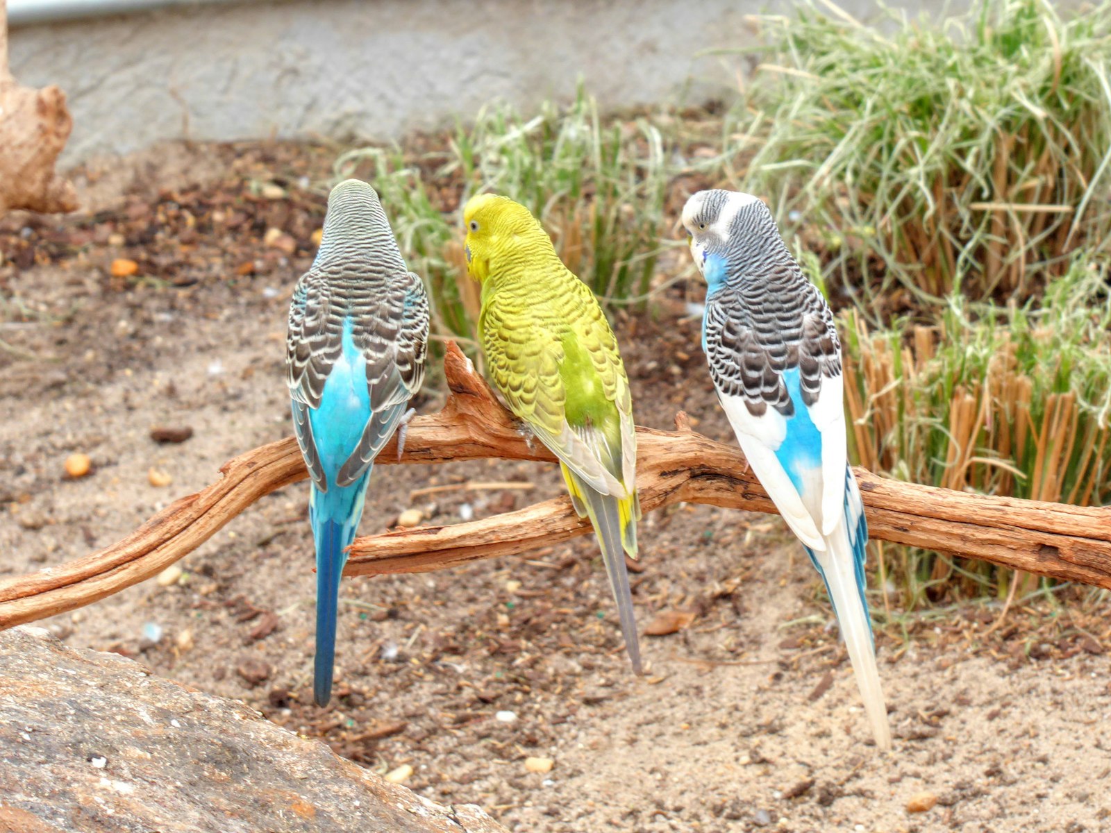 Three budgies in different colors, two blue and white and one yellow-green, perched together on a low branch.