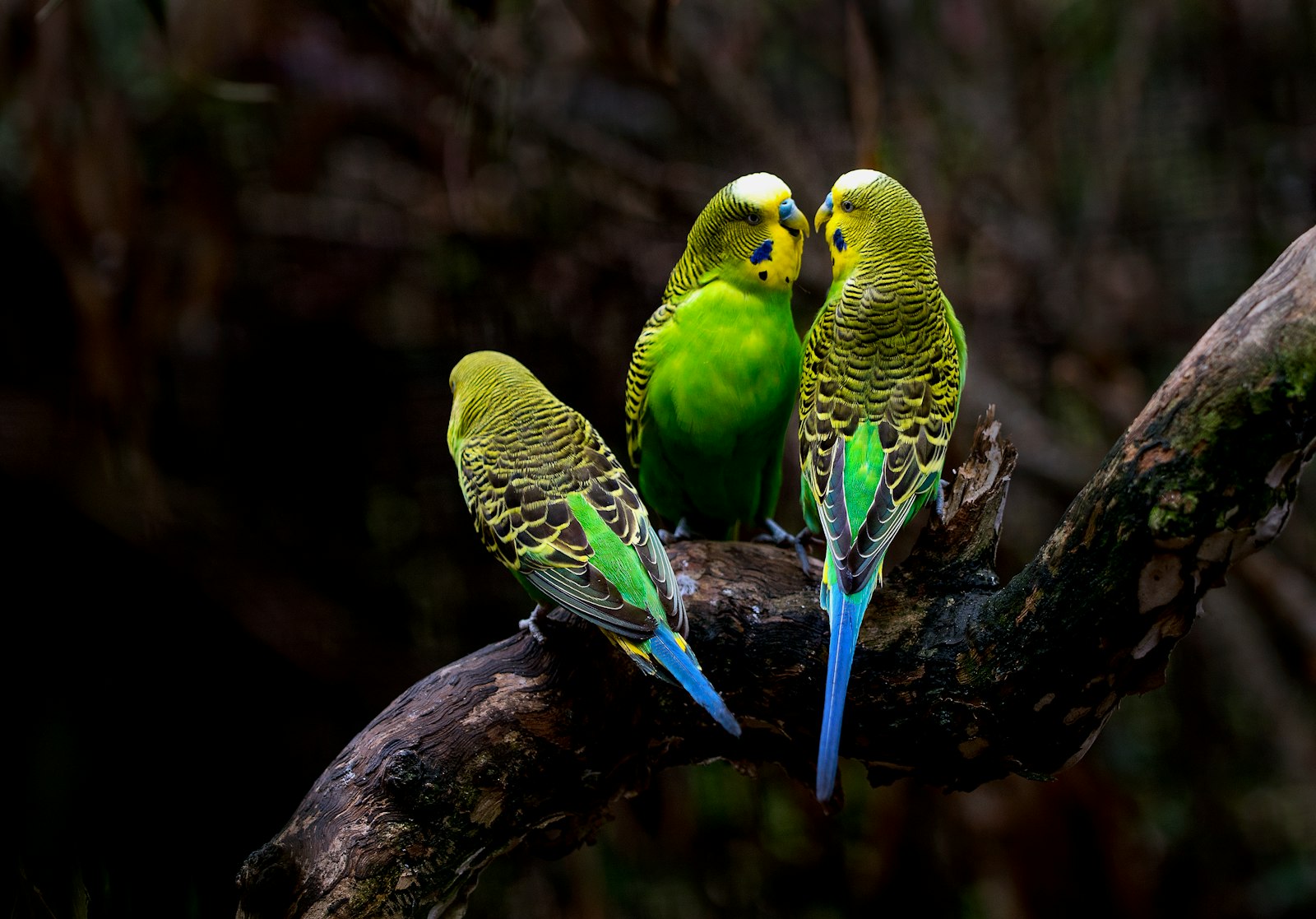Three green wild type budgerigars perched together on a tree branch.