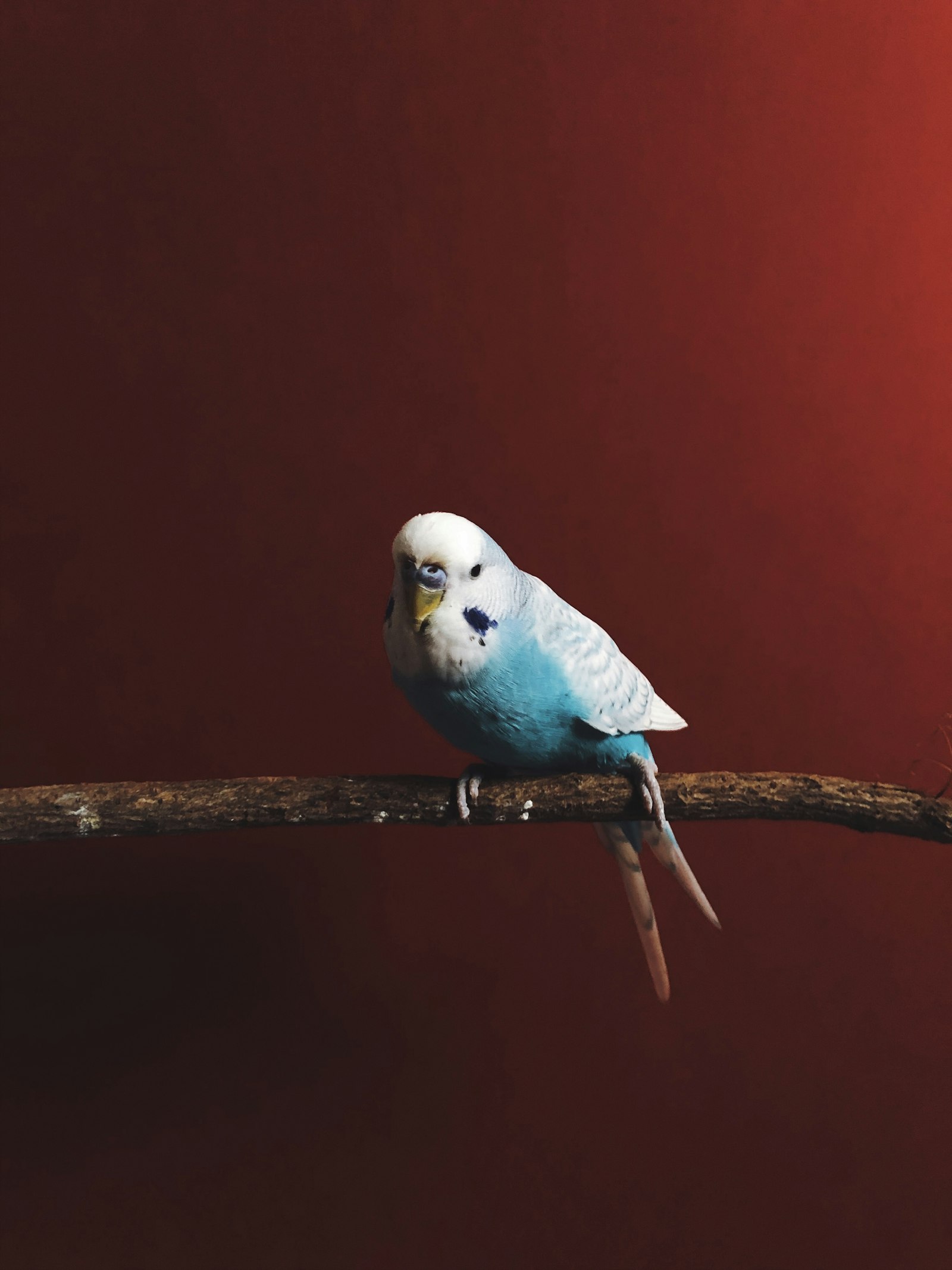 A blue and white budgie perched on a thin branch against a dark red background.