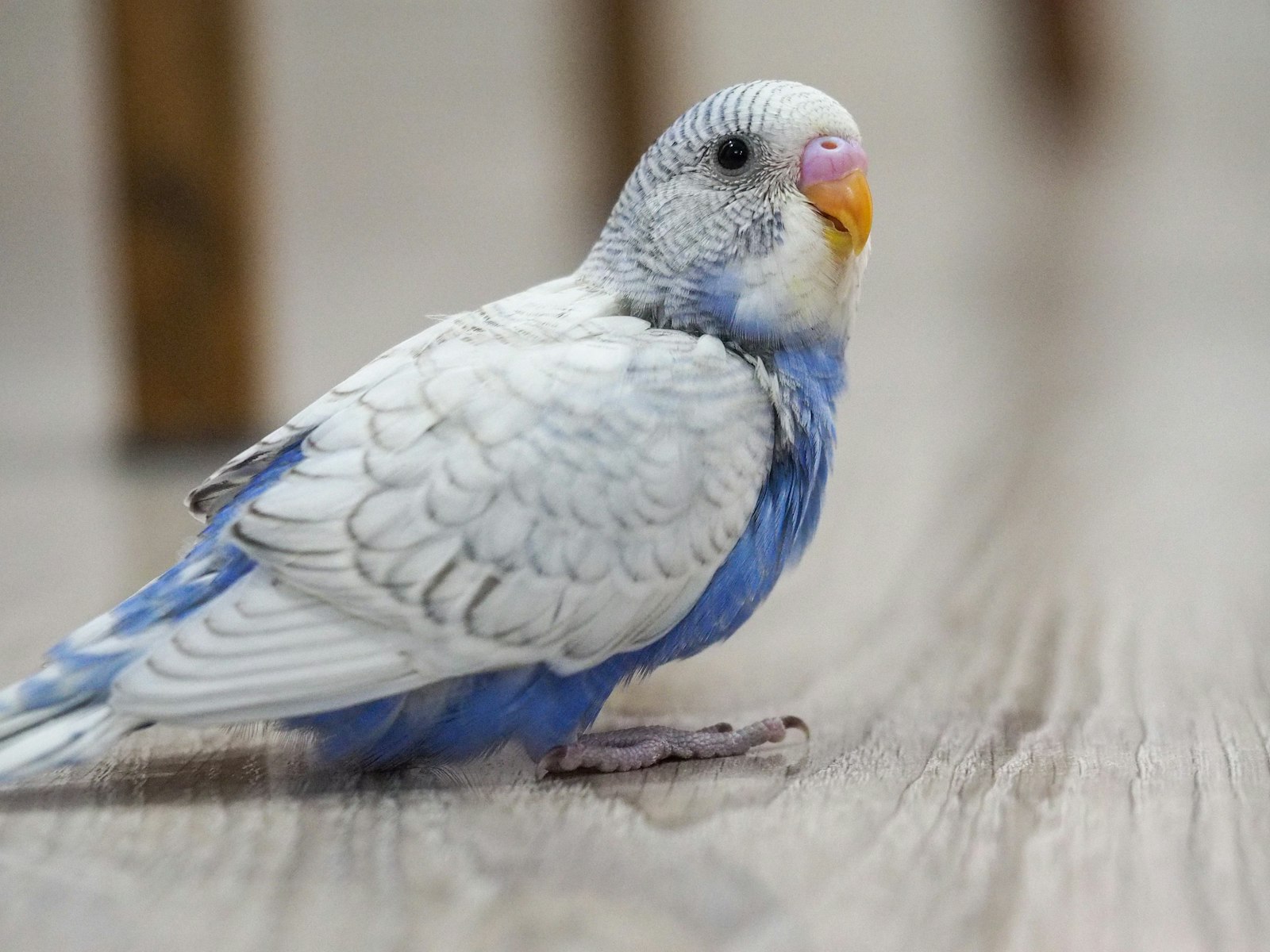 A blue and white budgie standing on a wooden floor.