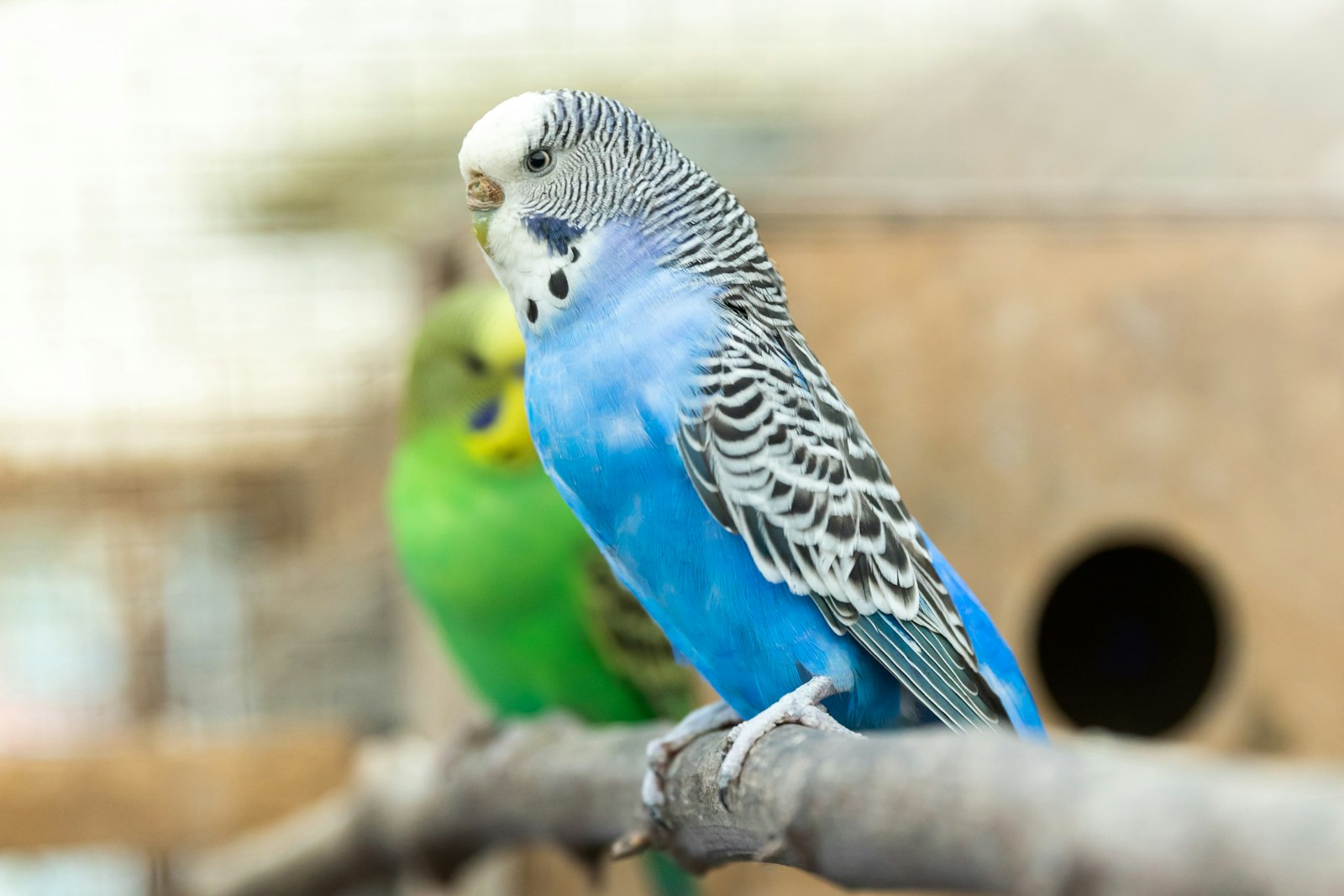A blue budgie perched on a branch with a green budgie just behind it.