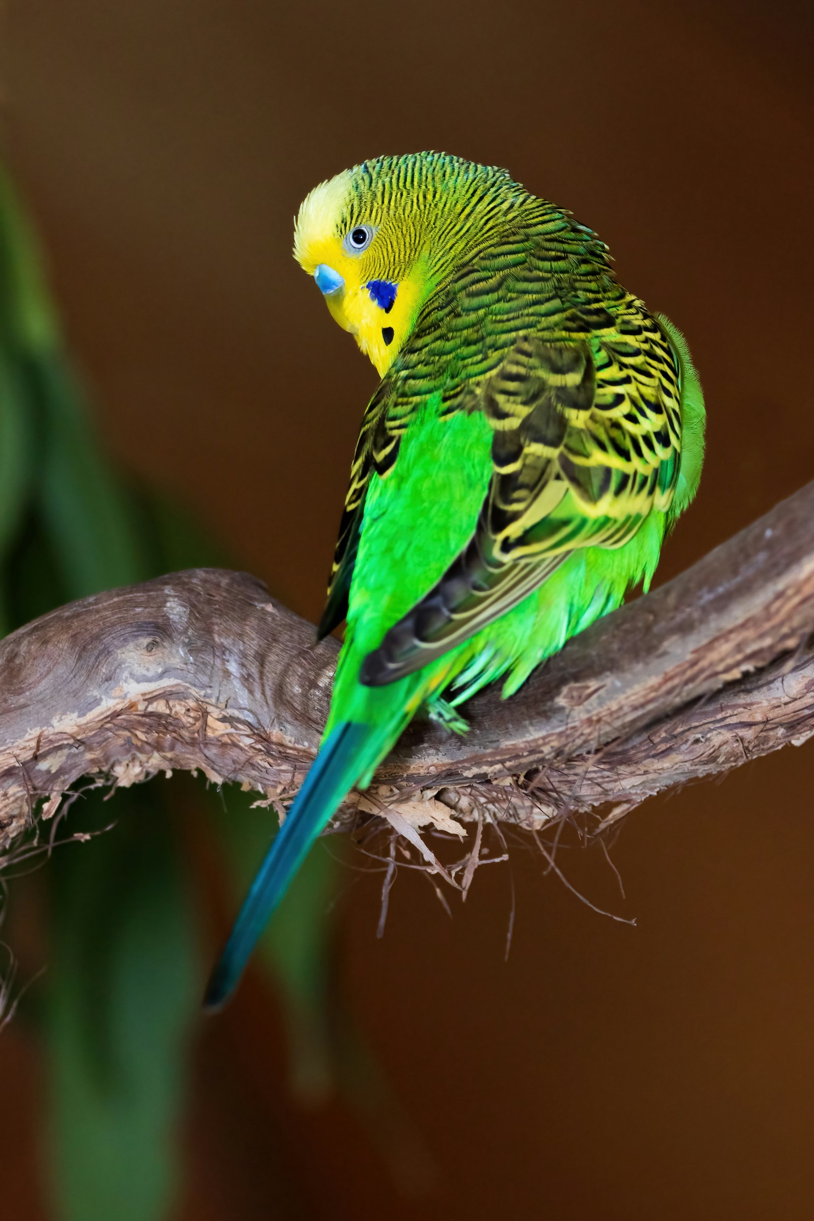 A green and yellow budgie sitting on a branch against a dark background.