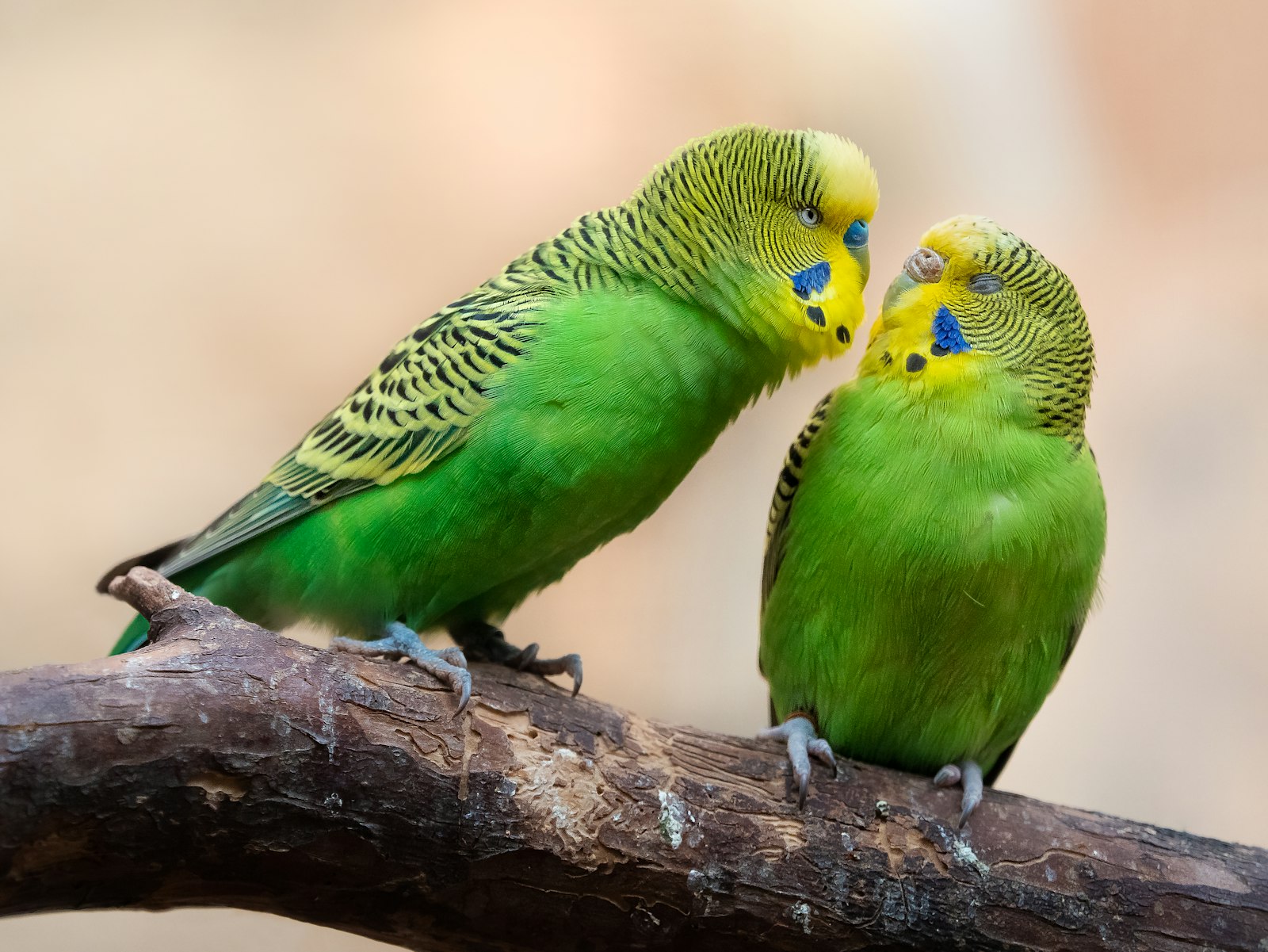 Two green budgies touching beaks while perched on a branch.