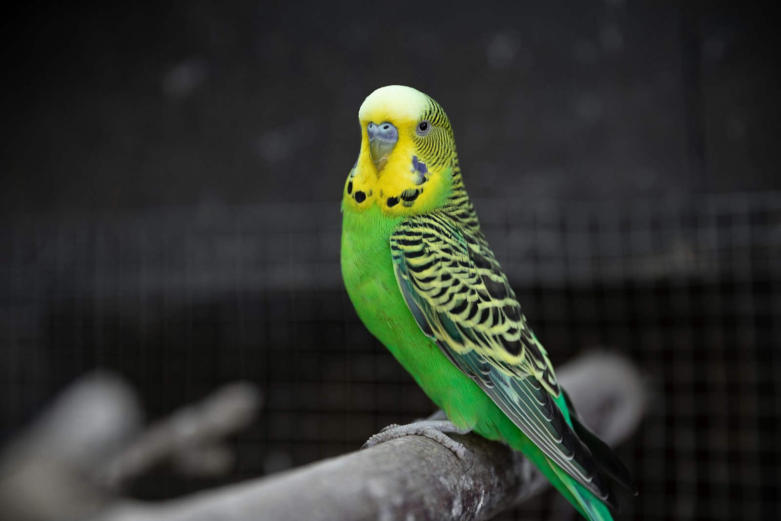 A green and yellow budgie faces the camera from a branch against a dark background.