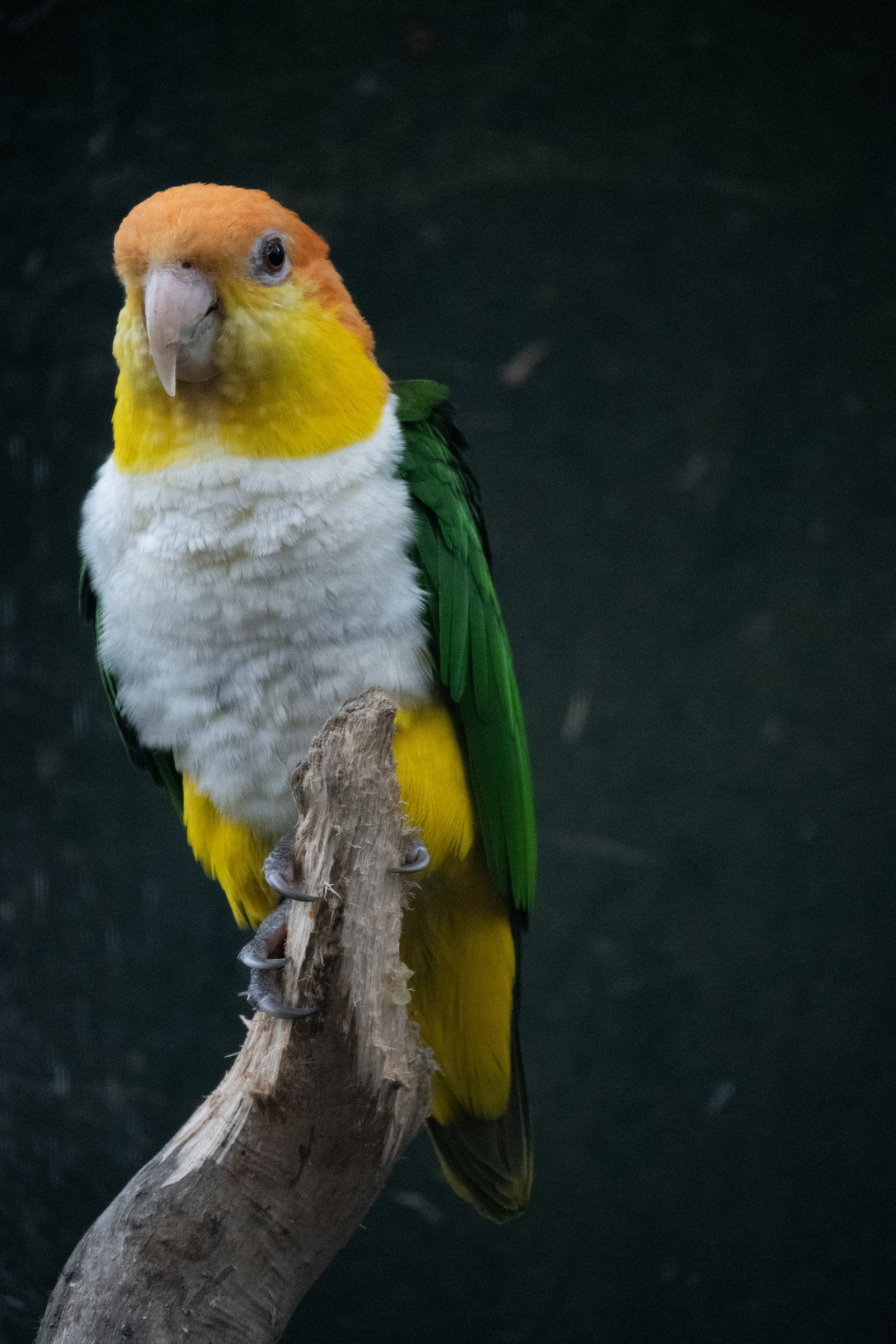 A white-bellied caique with an orange head, yellow thighs and green wings, perched on a stump.