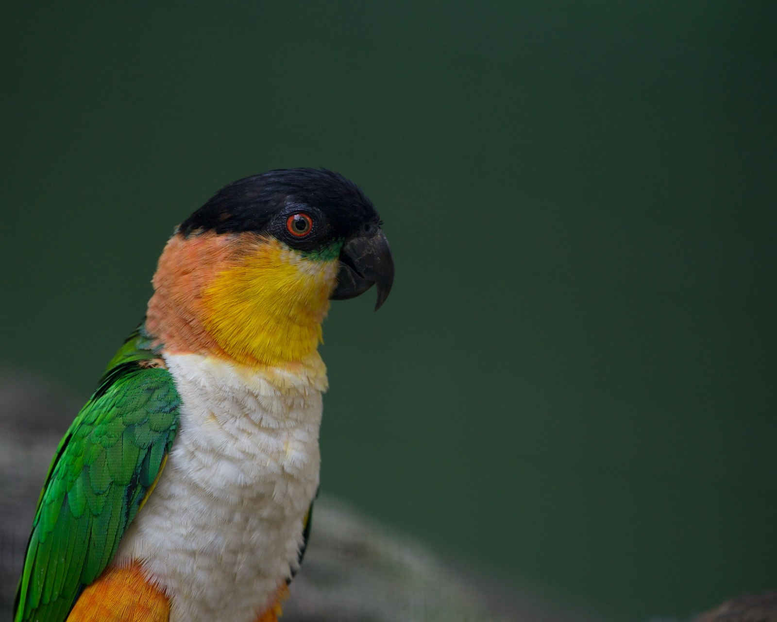A black-headed caique with a black cap, orange and yellow face and white belly.