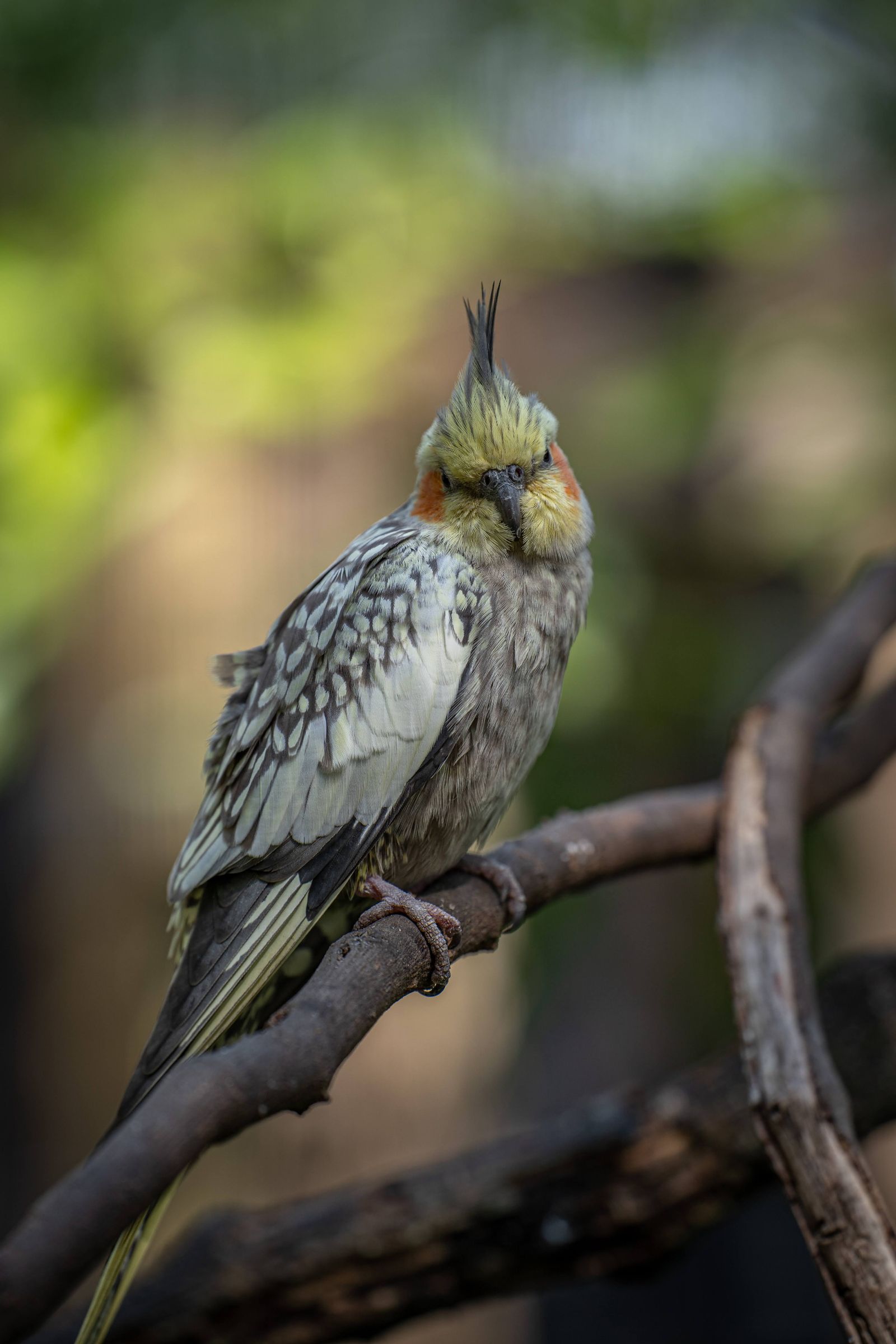 A pearl-patterned cockatiel perched on a branch with a blurred green background.