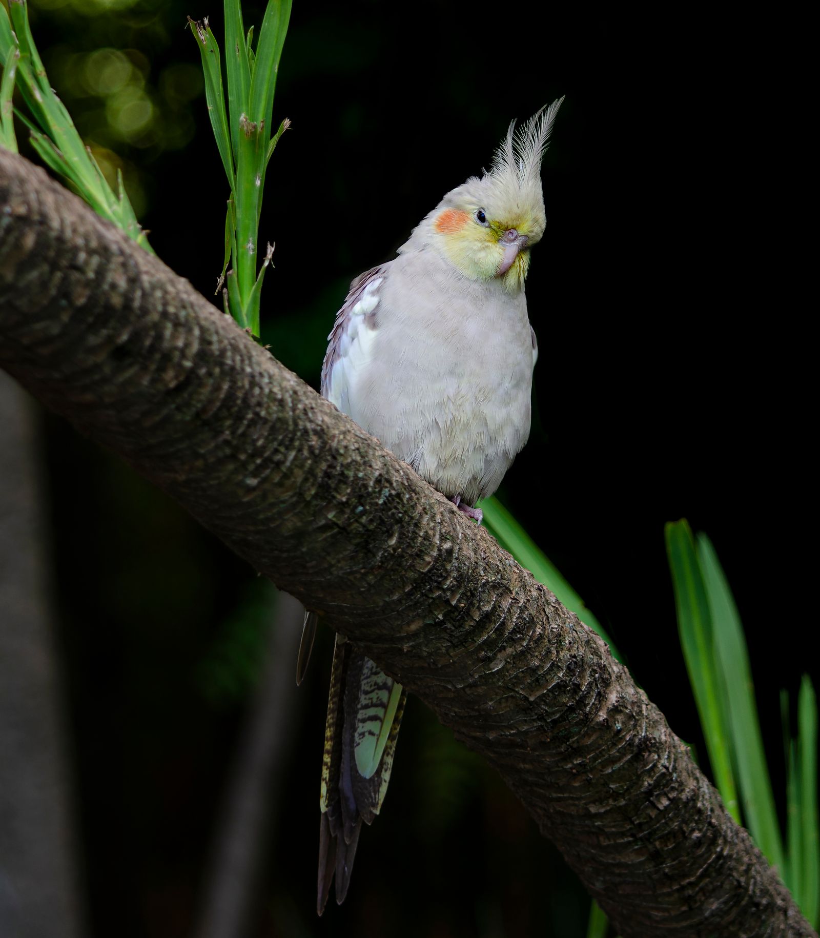 A grey cockatiel with a raised crest perched on a thick branch among green leaves.