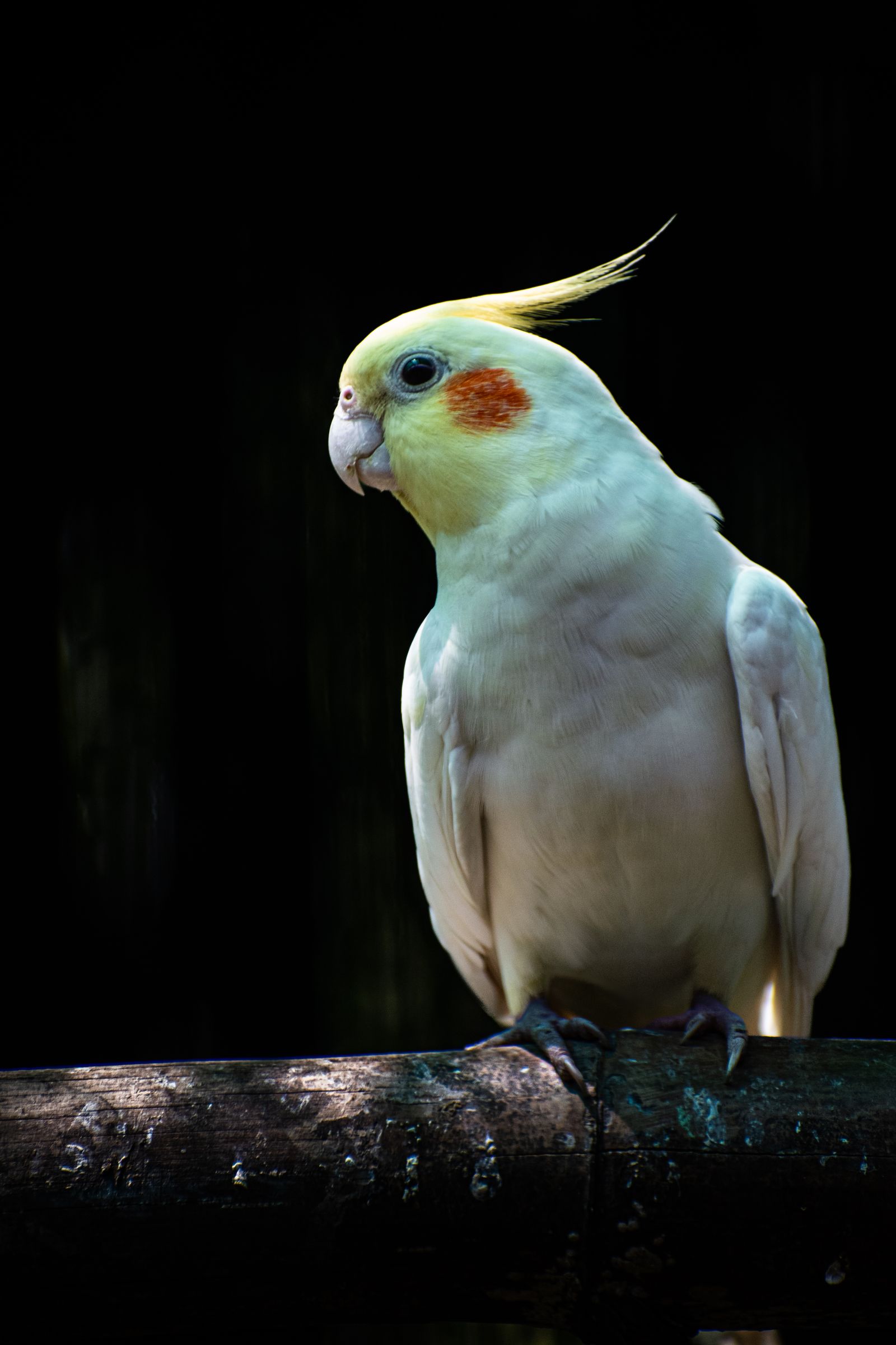 A pale whiteface-type cockatiel with a yellow crest and orange cheek perched on a branch against a dark background.