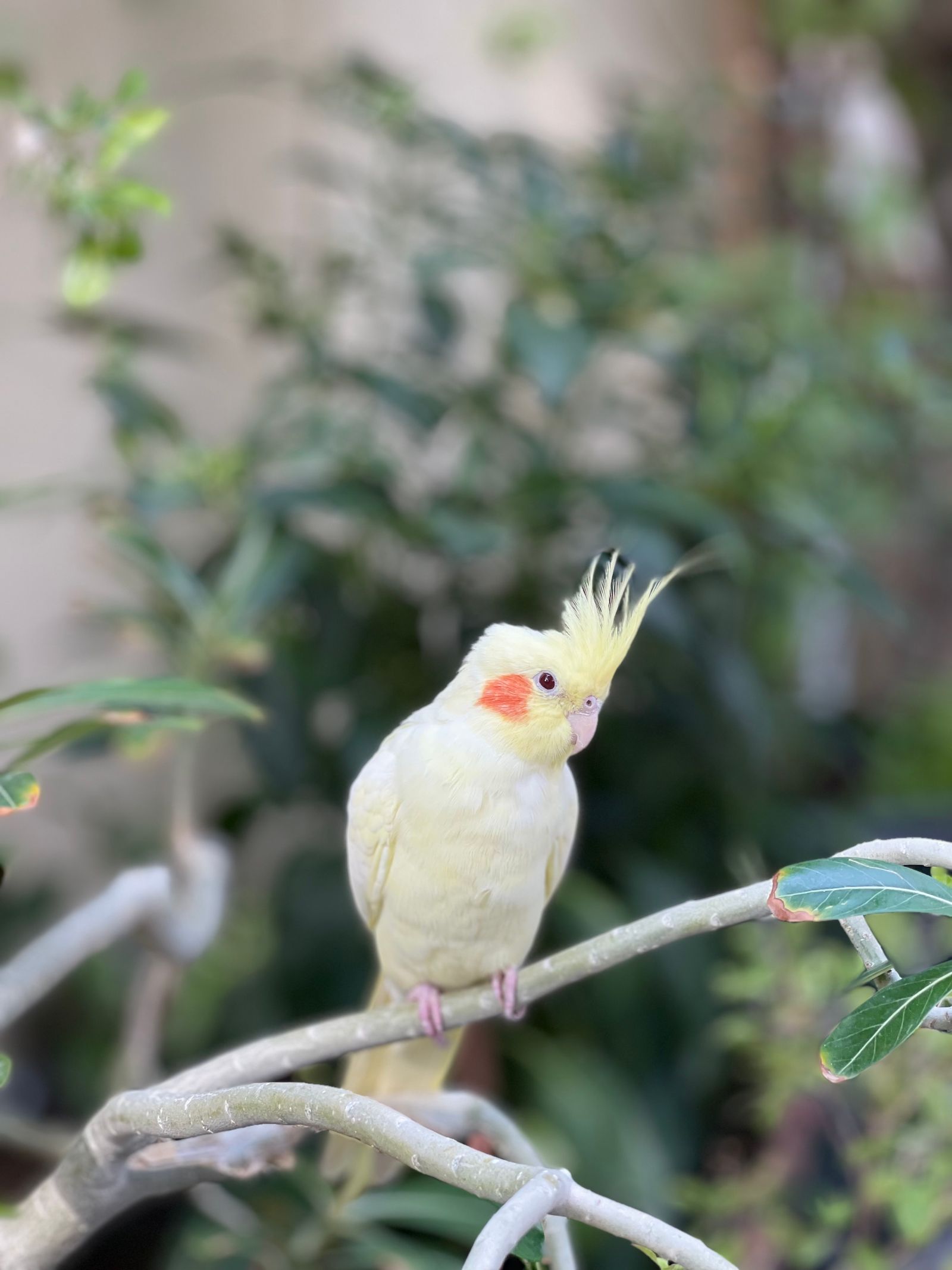 A cockatiel perched on a branch in a natural setting.
