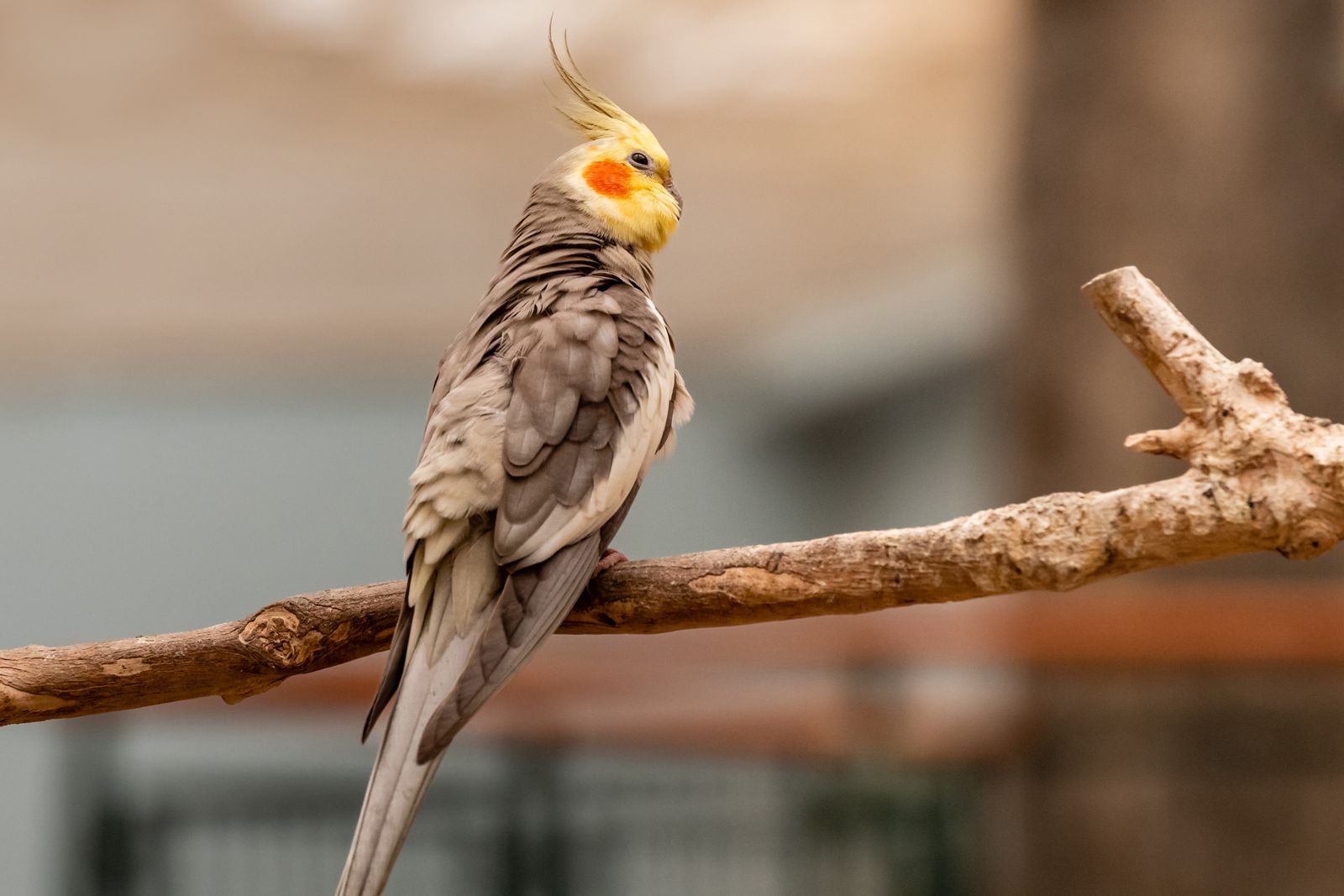 A grey cockatiel with a yellow crest perched on a bare branch with a soft blurred background.
