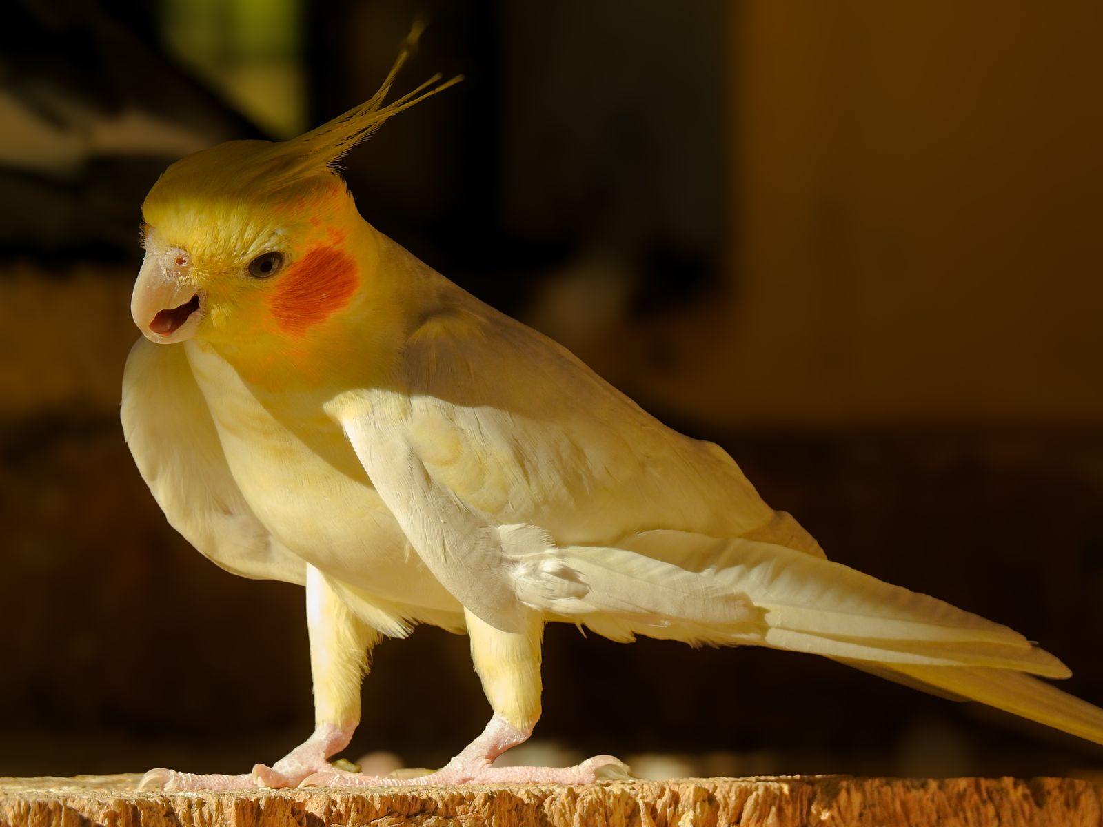 A pale yellow cockatiel with bright orange cheeks standing on a ledge in warm sunlight.
