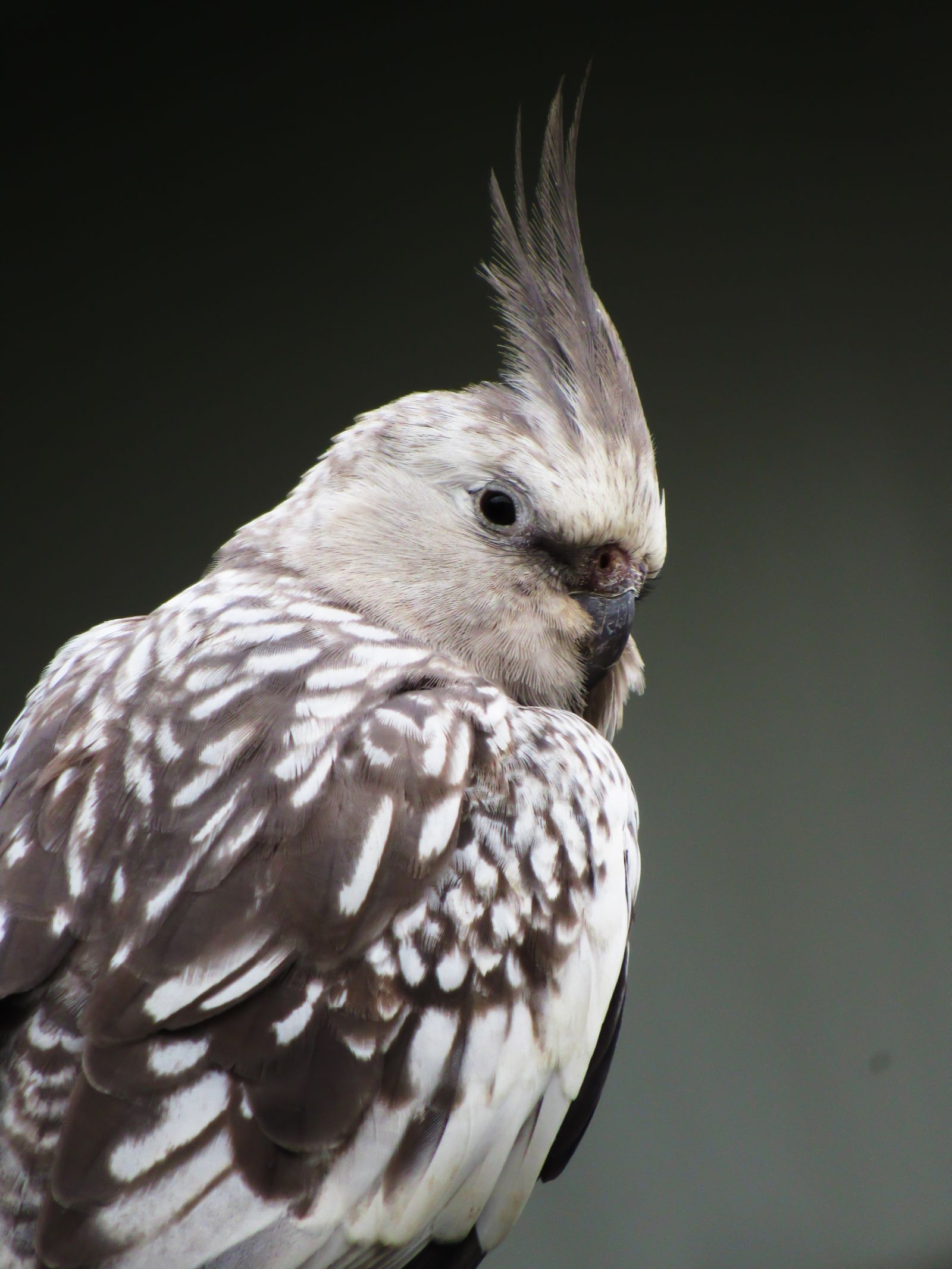 A pearl pied cockatiel with a raised crest shown against a dark grey background.