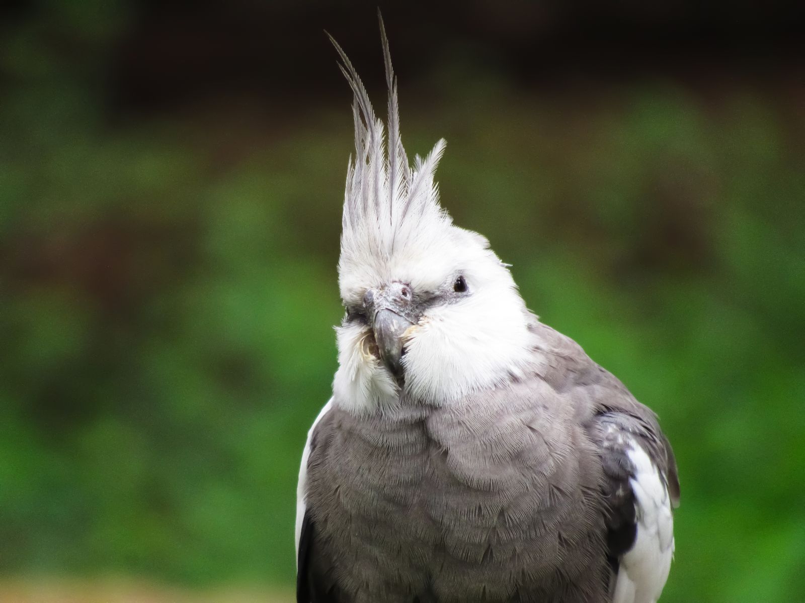 Close-up of a whiteface grey cockatiel with a tall crest against a green background.