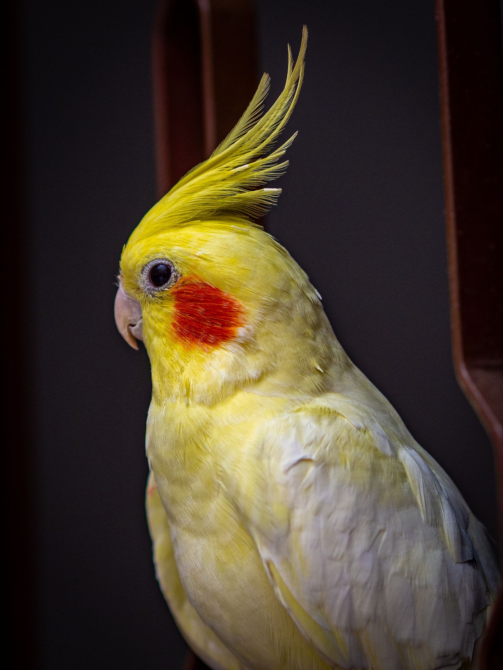 A close-up of a yellow lutino cockatiel with a tall crest and bright orange cheek against a dark background.