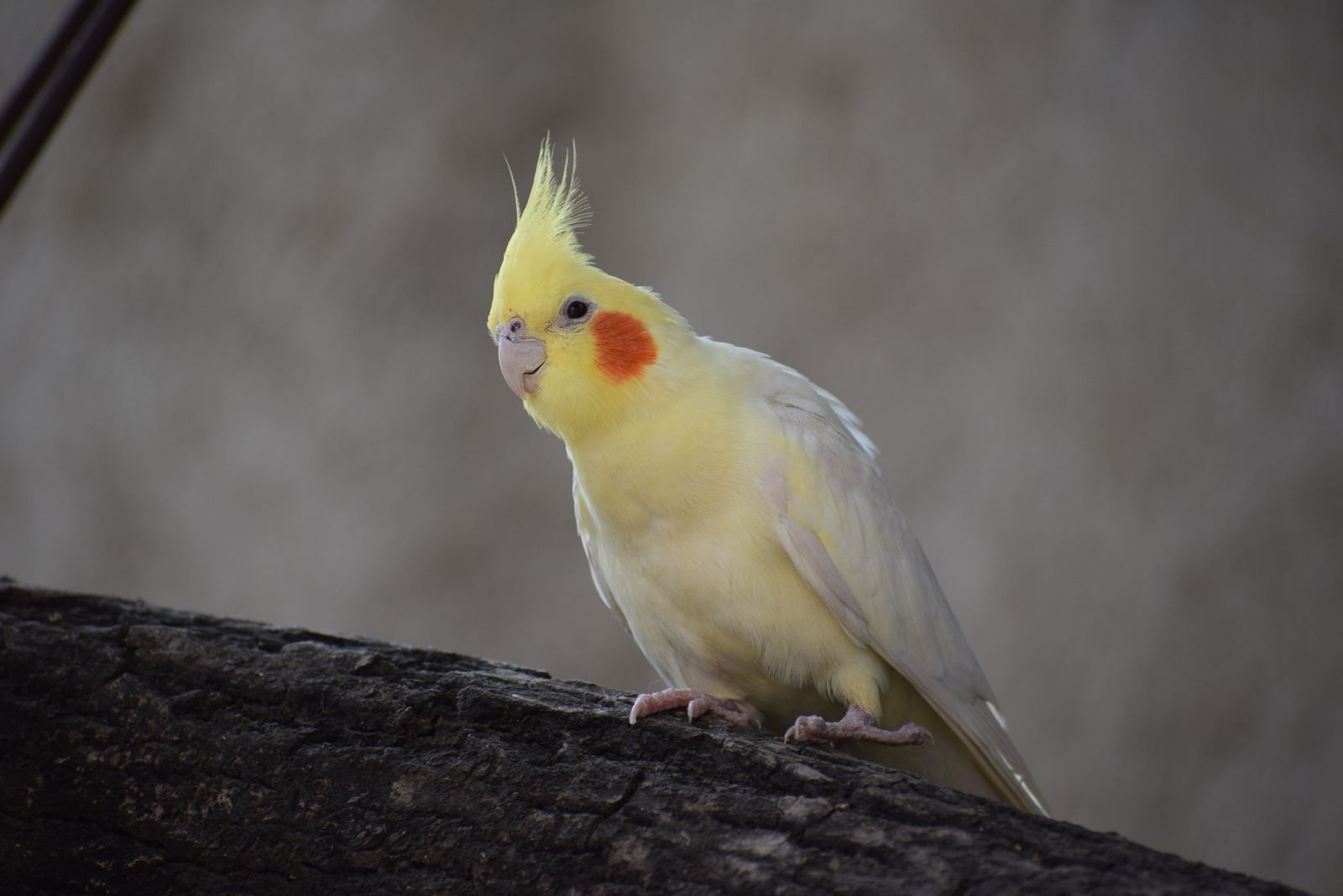 A yellow lutino cockatiel with orange cheeks standing on a tree branch.