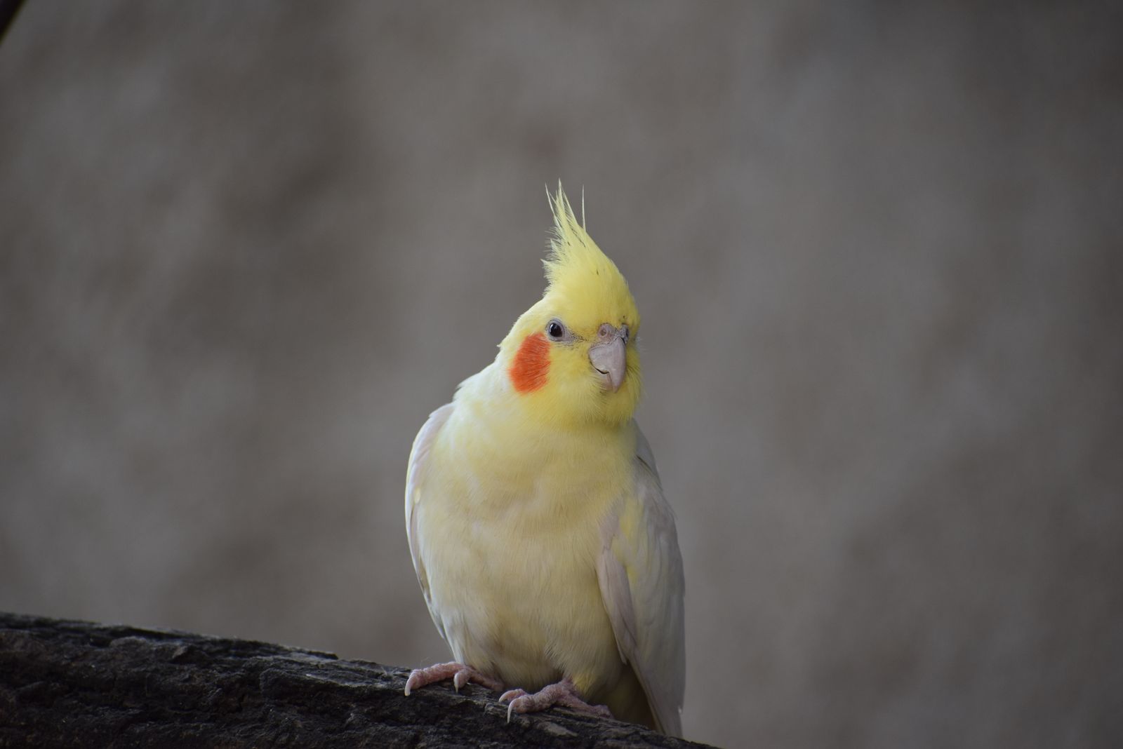 A yellow-faced cockatiel with a raised crest perched on a branch against a soft gray background.