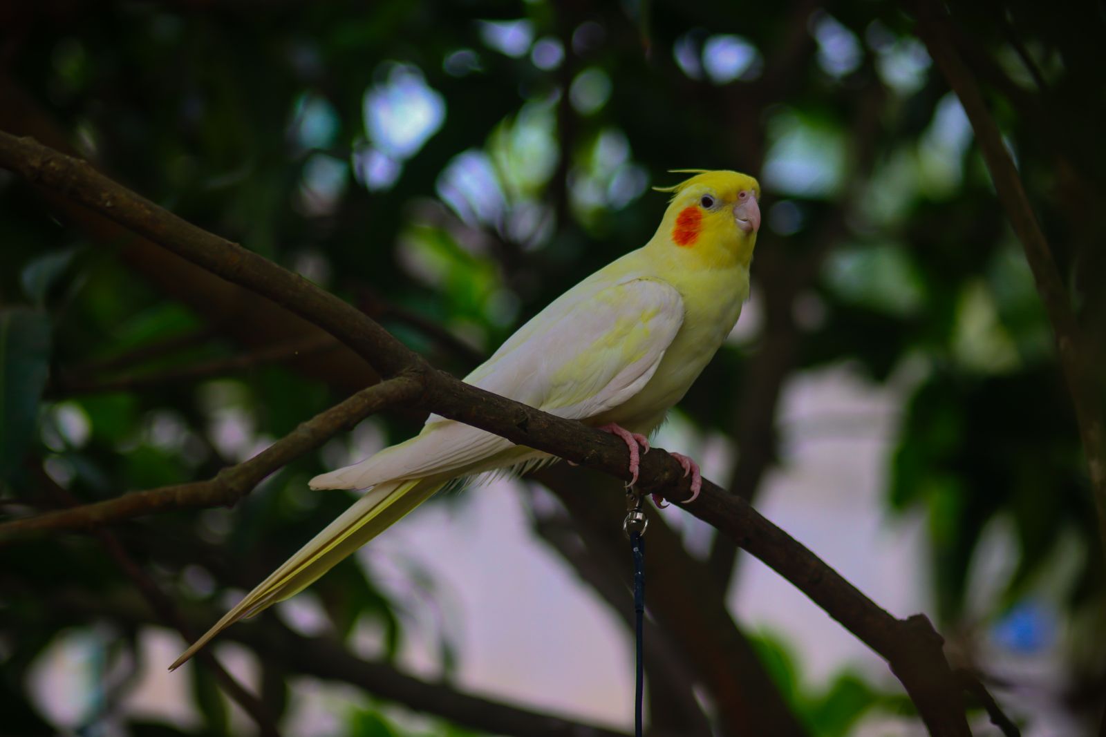 A yellow lutino cockatiel with orange cheeks perched on a tree branch among green leaves.