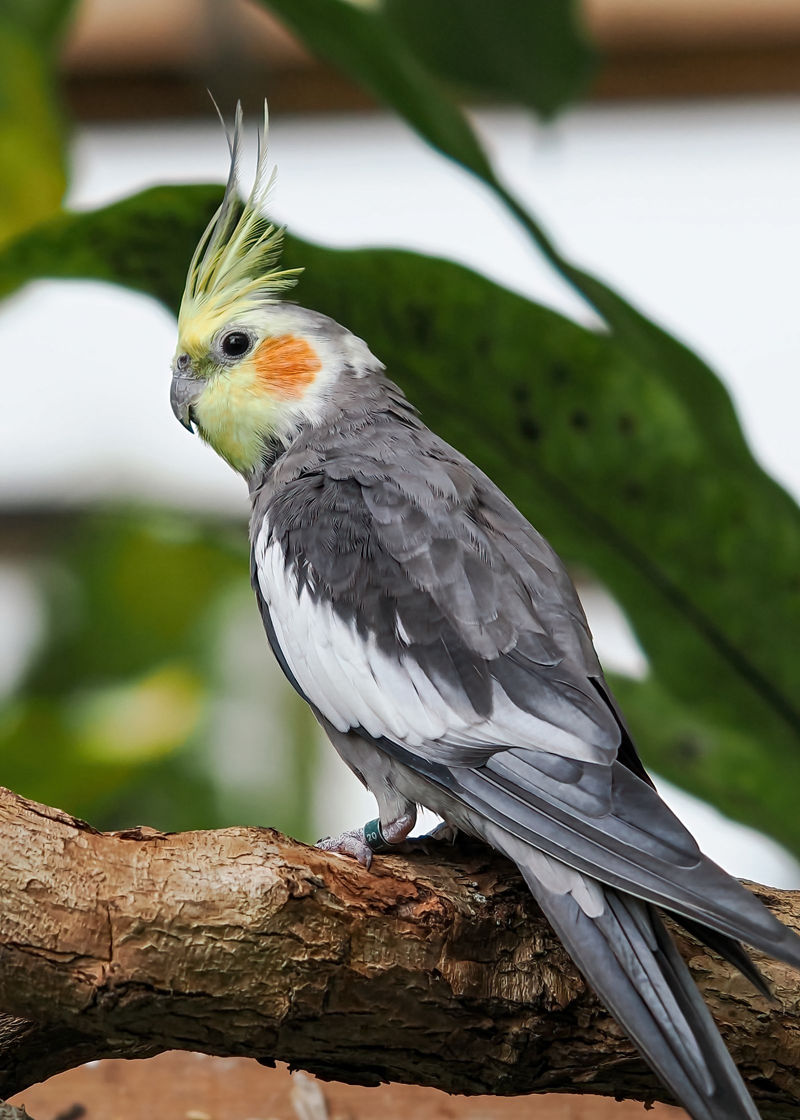 A grey cockatiel with a tall yellow crest perched on a branch in front of large green leaves.