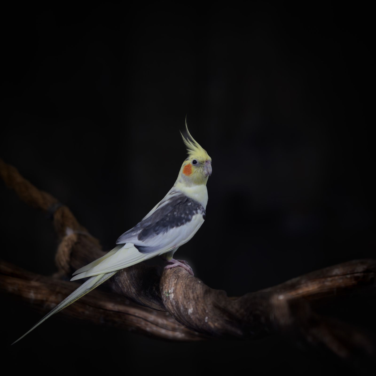 A grey cockatiel with a raised crest perched on twisted branches against a dark background.