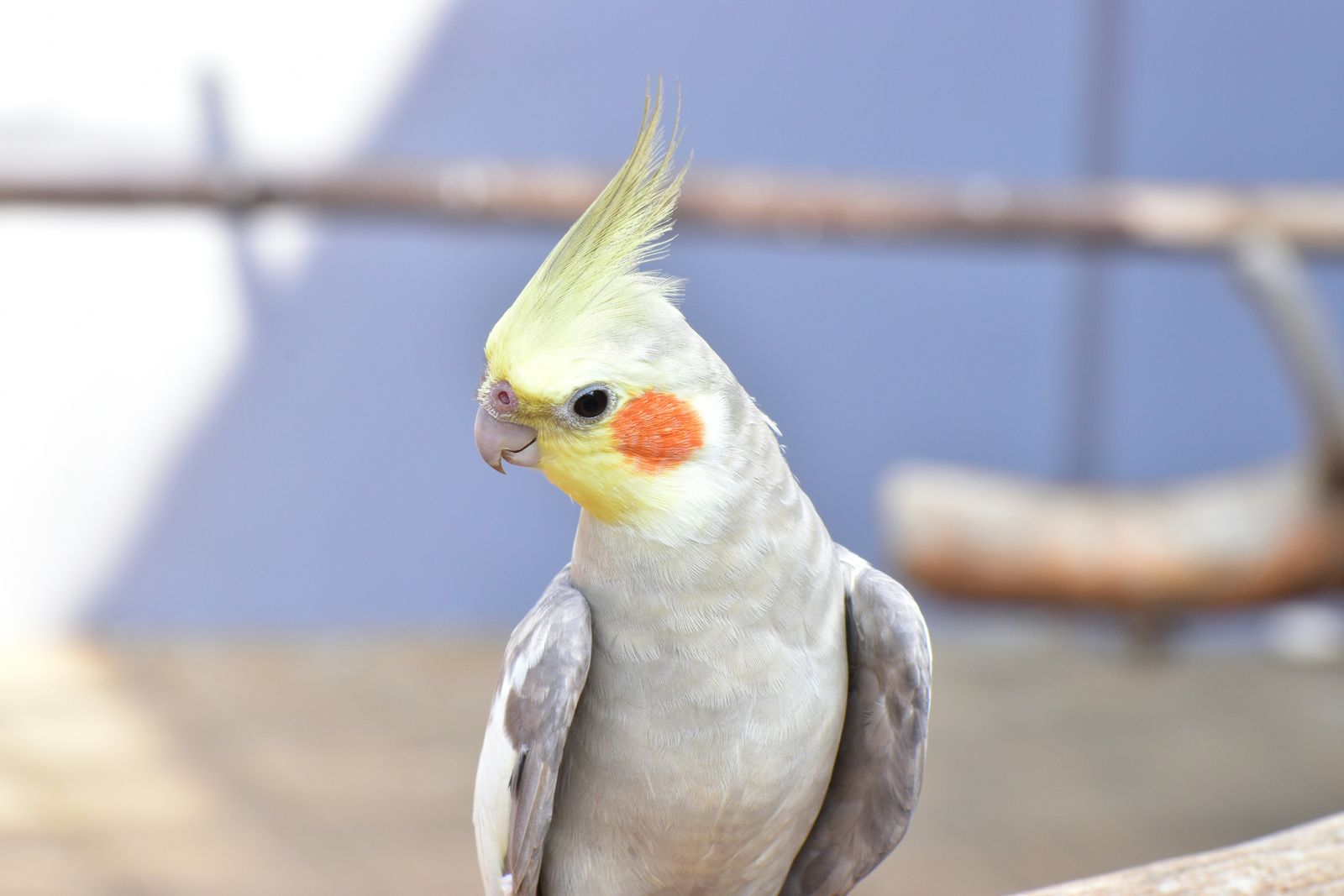 A grey cockatiel with a yellow crest and orange cheeks perched outdoors.