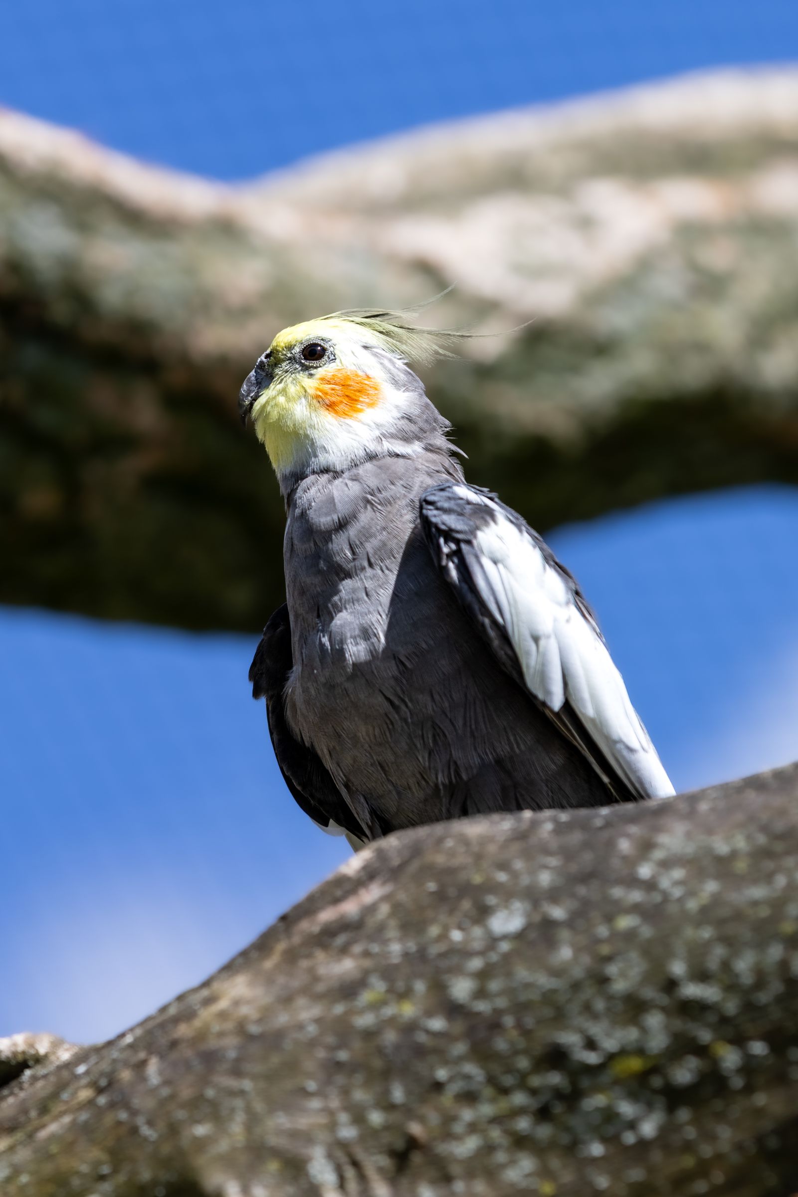 A grey cockatiel perched on a tree branch under a clear blue sky.