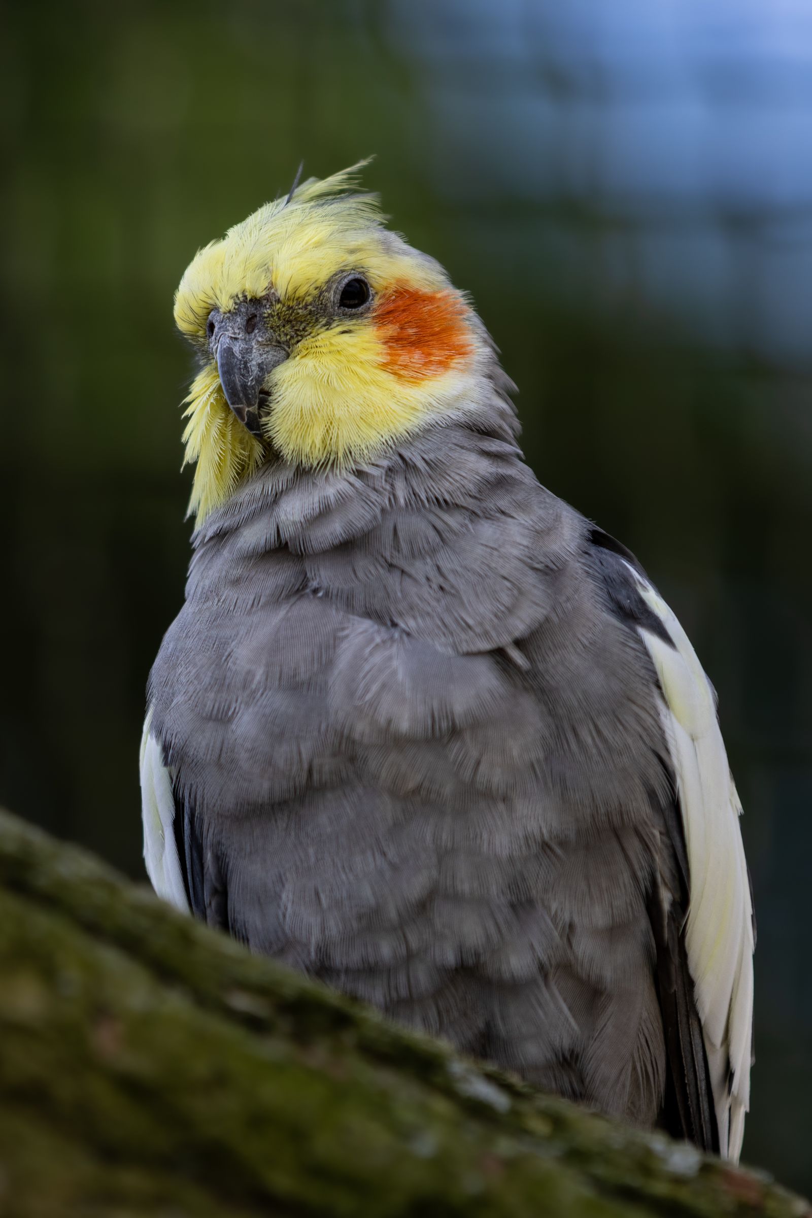 A close-up of a grey cockatiel with a yellow face and orange cheek patch perched on a mossy branch.