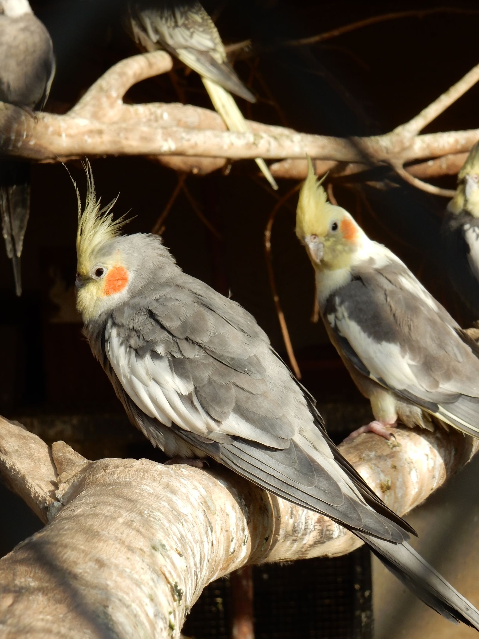 Three grey cockatiels perched on pale branches in natural sunlight.