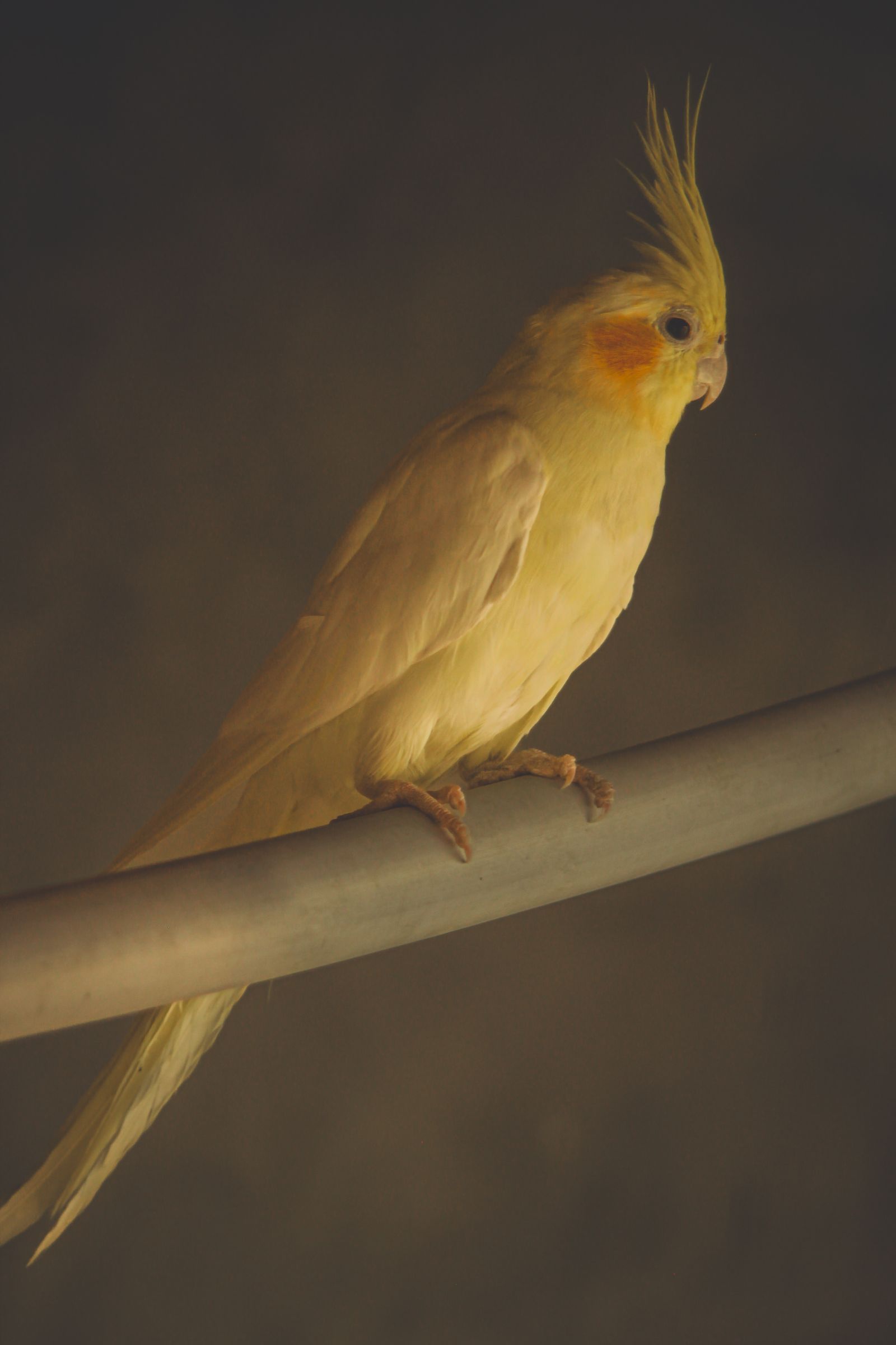 A lutino cockatiel with a tall crest perched on a smooth branch against a dark background.