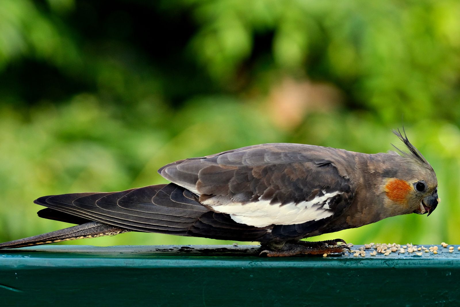 A gray cockatiel eating seeds outdoors with a blurred green garden behind it.