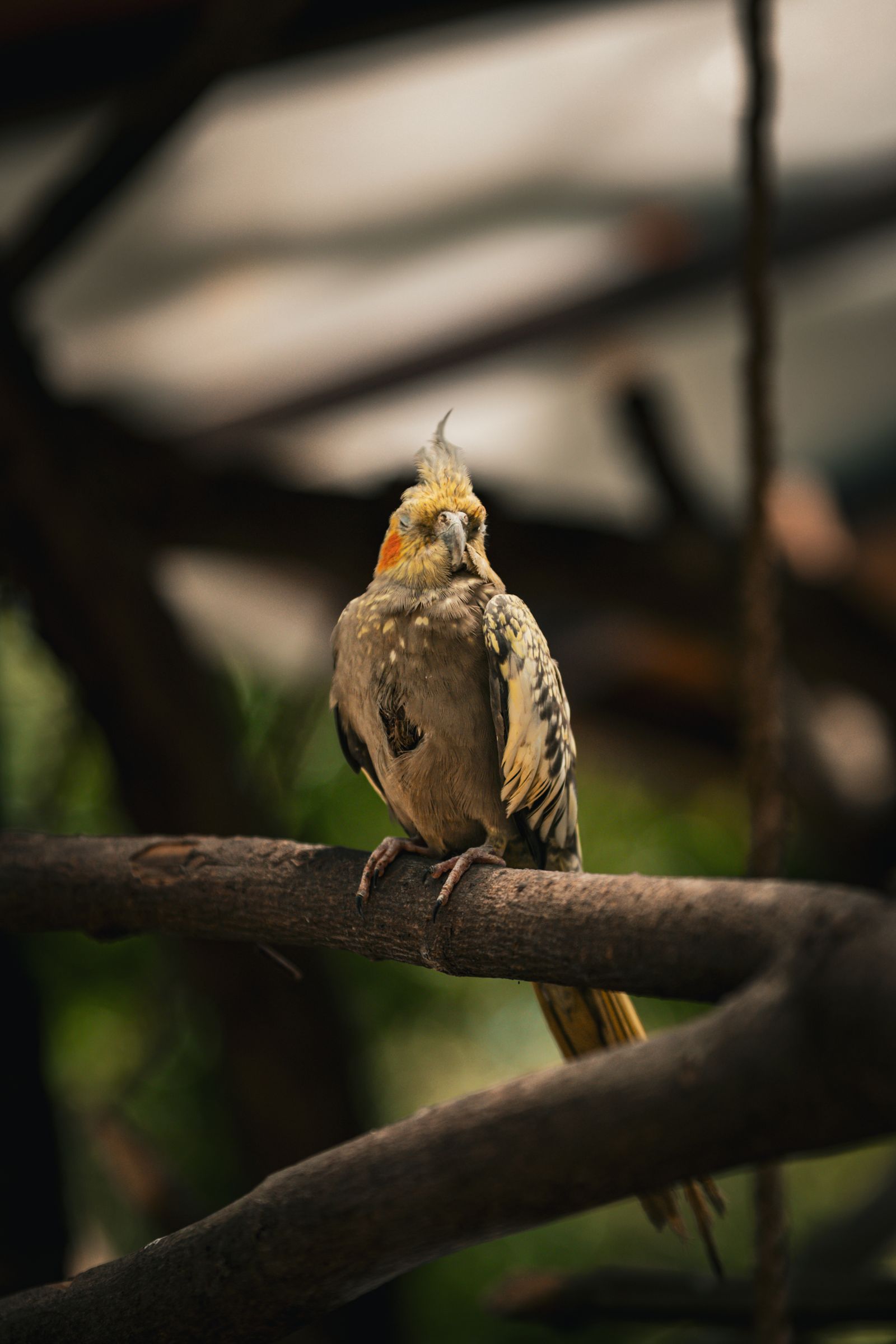 A cockatiel perched on a bare branch in soft natural light with a dark, leafy background.