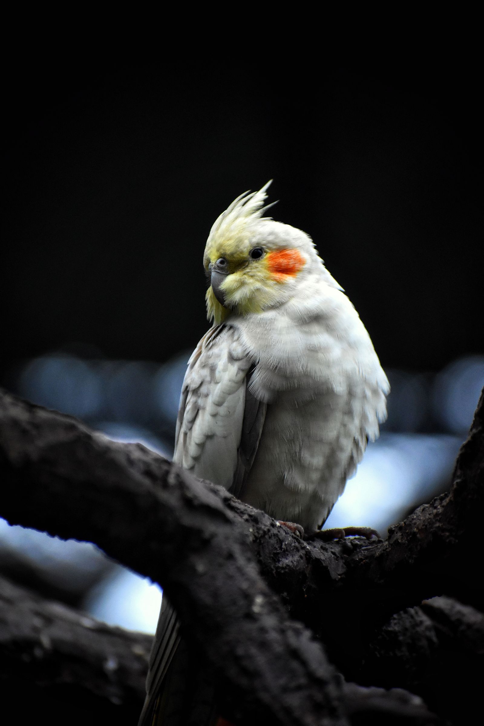 A pale cockatiel with orange cheeks perched on a dark tree branch in low light.