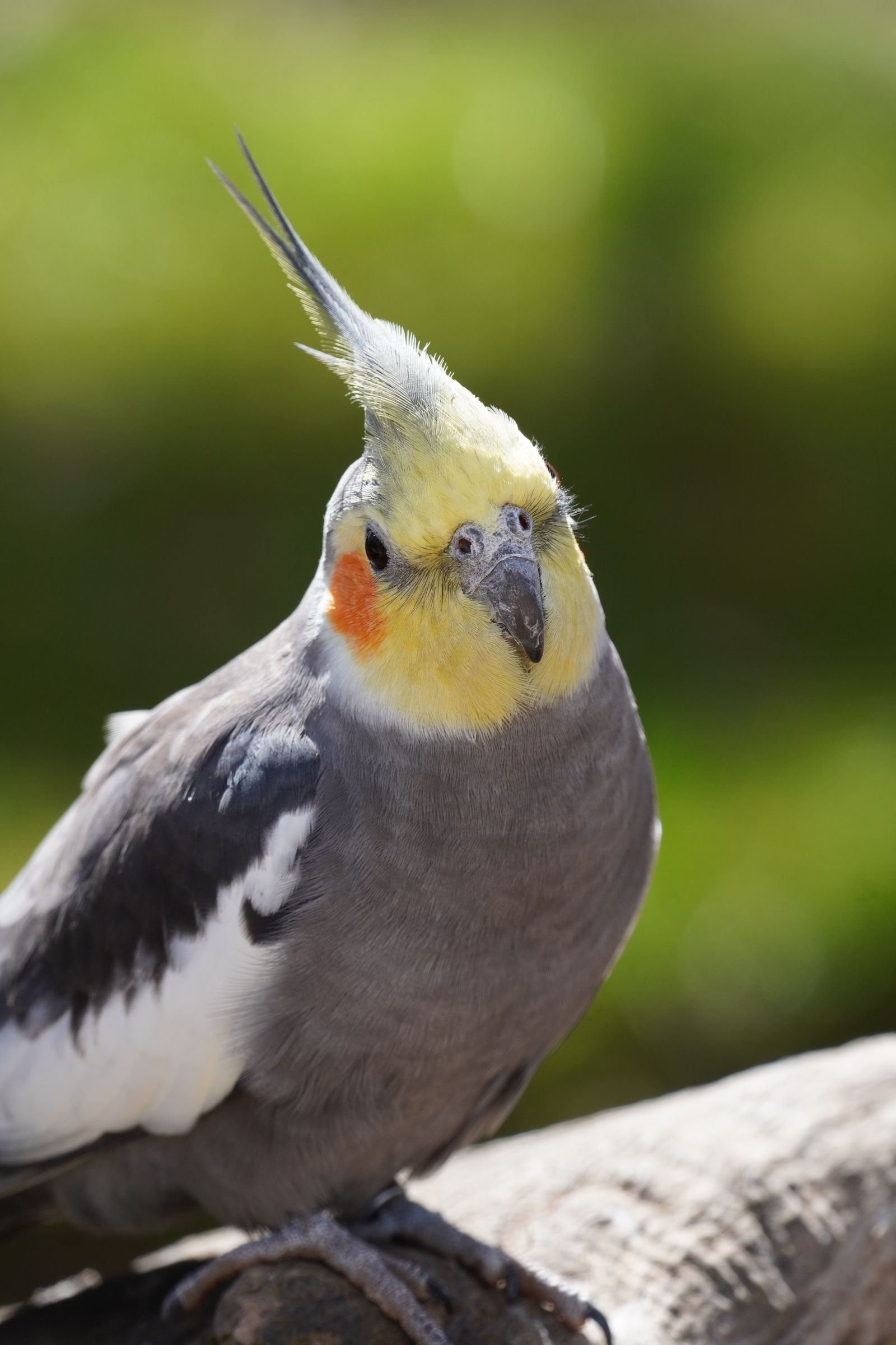 A grey cockatiel with a yellow crest and orange cheeks perched outdoors on a sunny day.