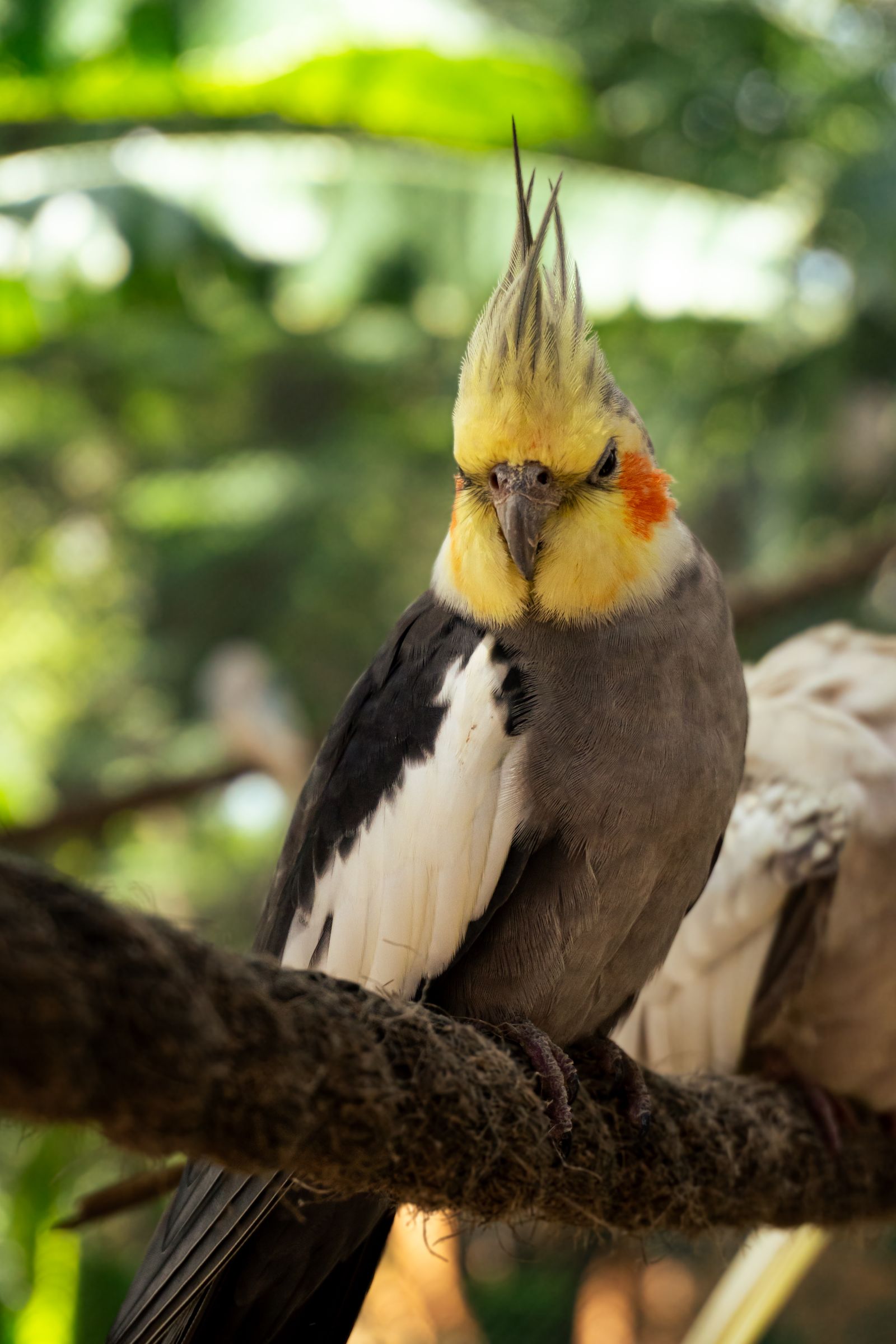 A grey cockatiel with a yellow crest perched on a mossy branch in a leafy garden.