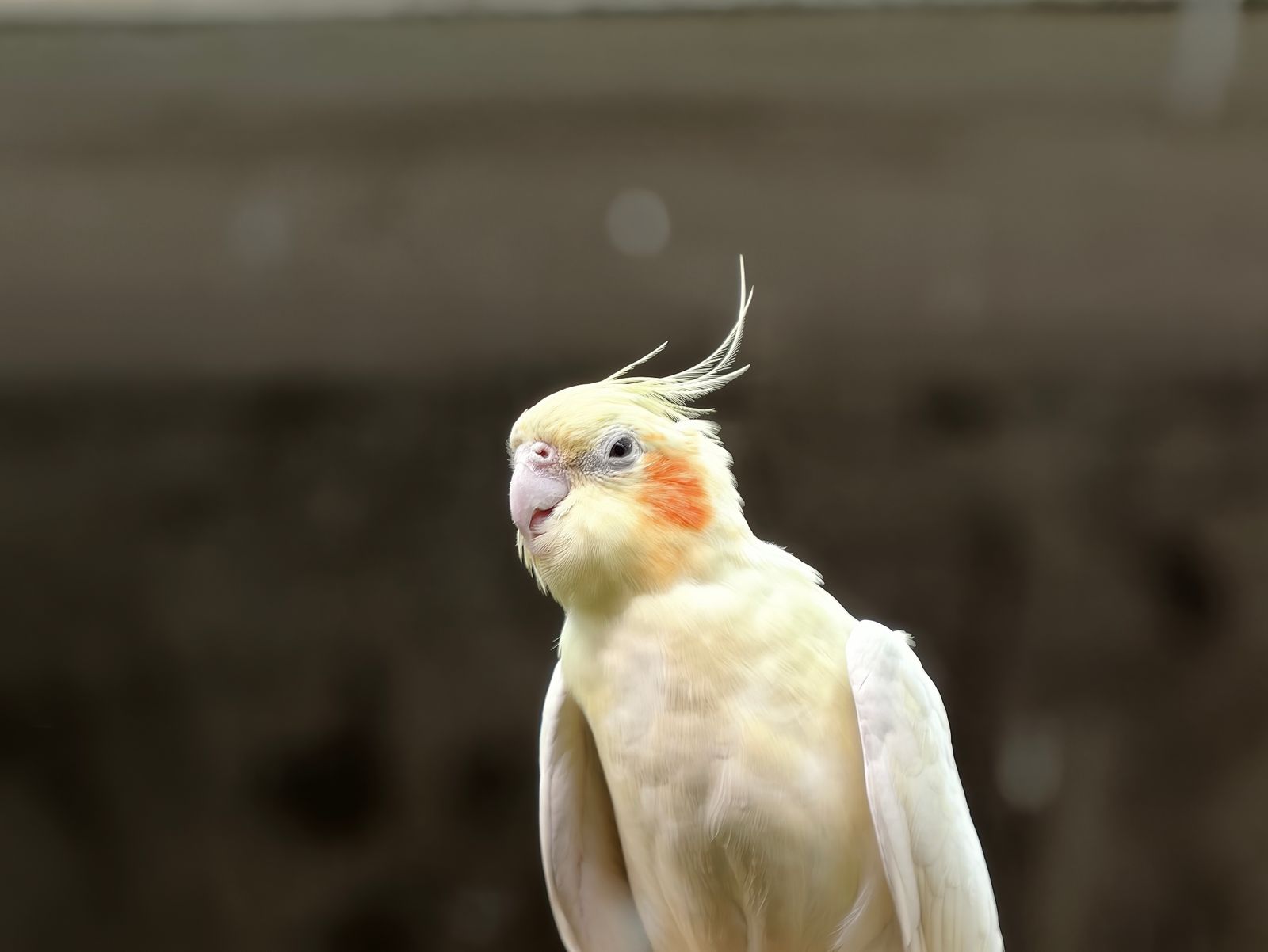 A pale lutino cockatiel with orange cheek patches and a raised crest against a soft dark background.