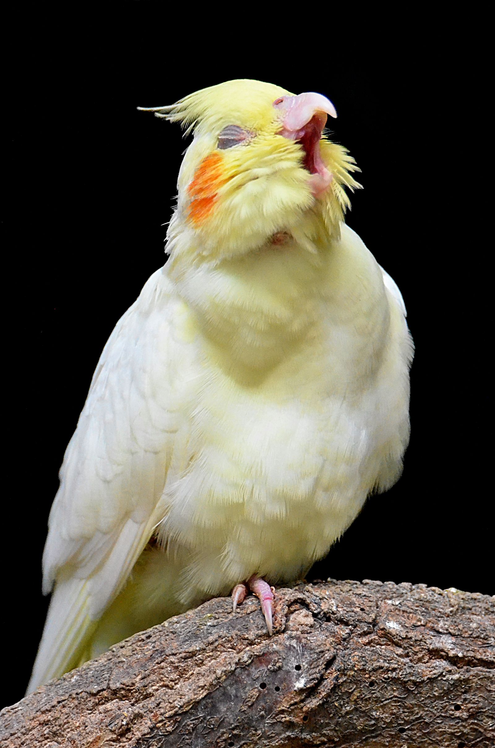 A pale yellow lutino cockatiel with its beak open, perched on a branch against a black background.