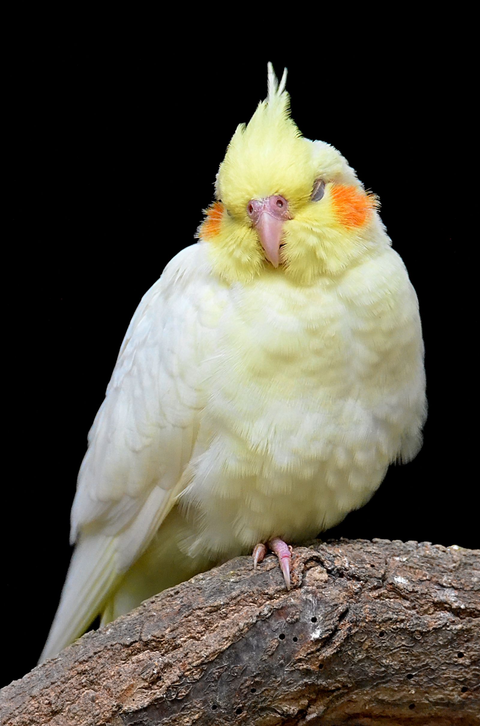 A fluffed-up lutino cockatiel perched on a branch against a black background.