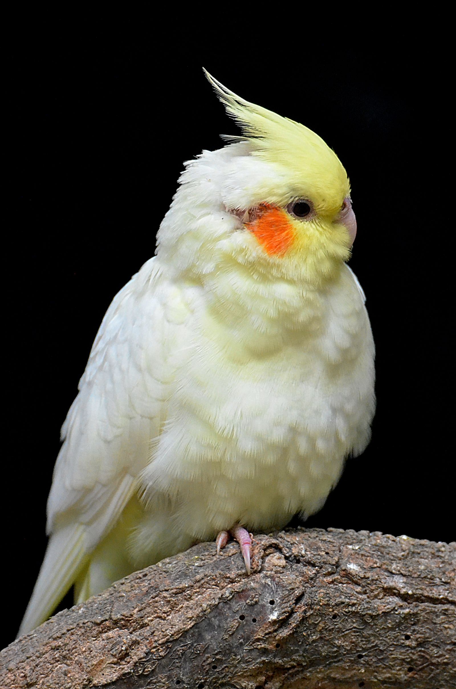 A pale yellow lutino cockatiel with an orange cheek perched on a branch against a black background.