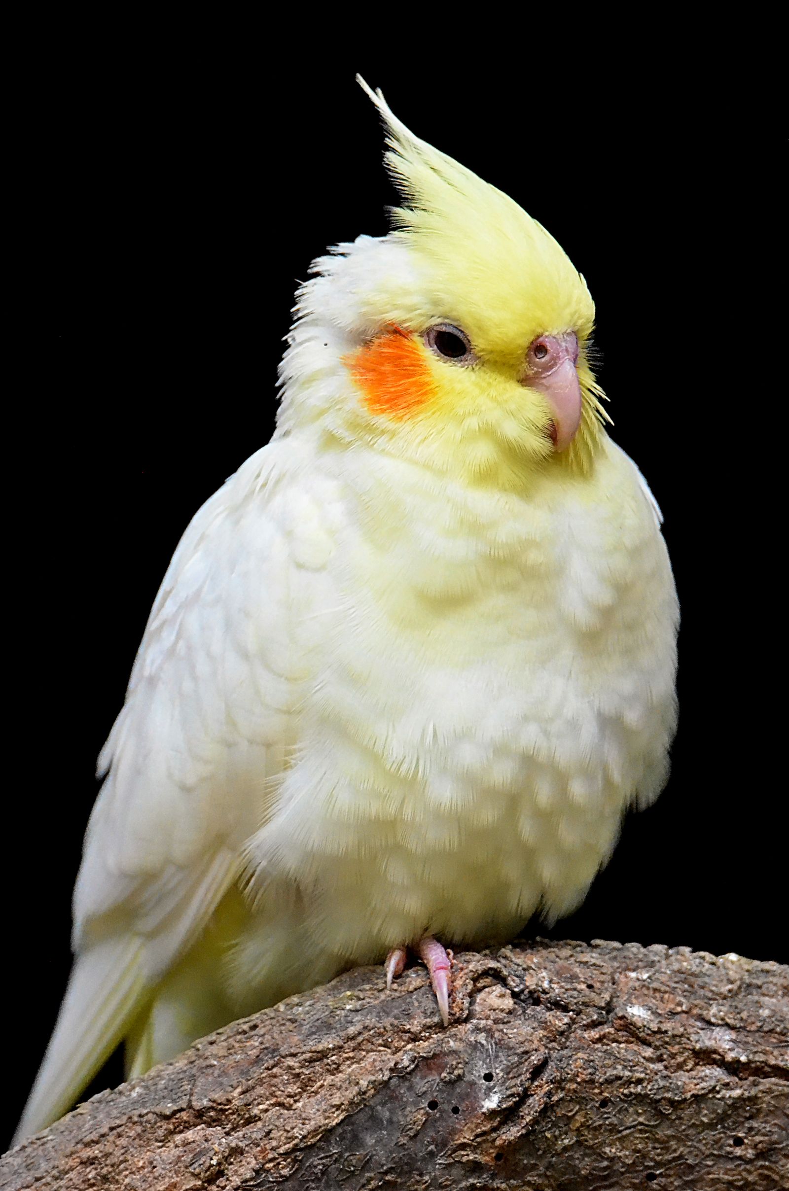 A lutino cockatiel with orange cheeks perched on a branch against a black background.