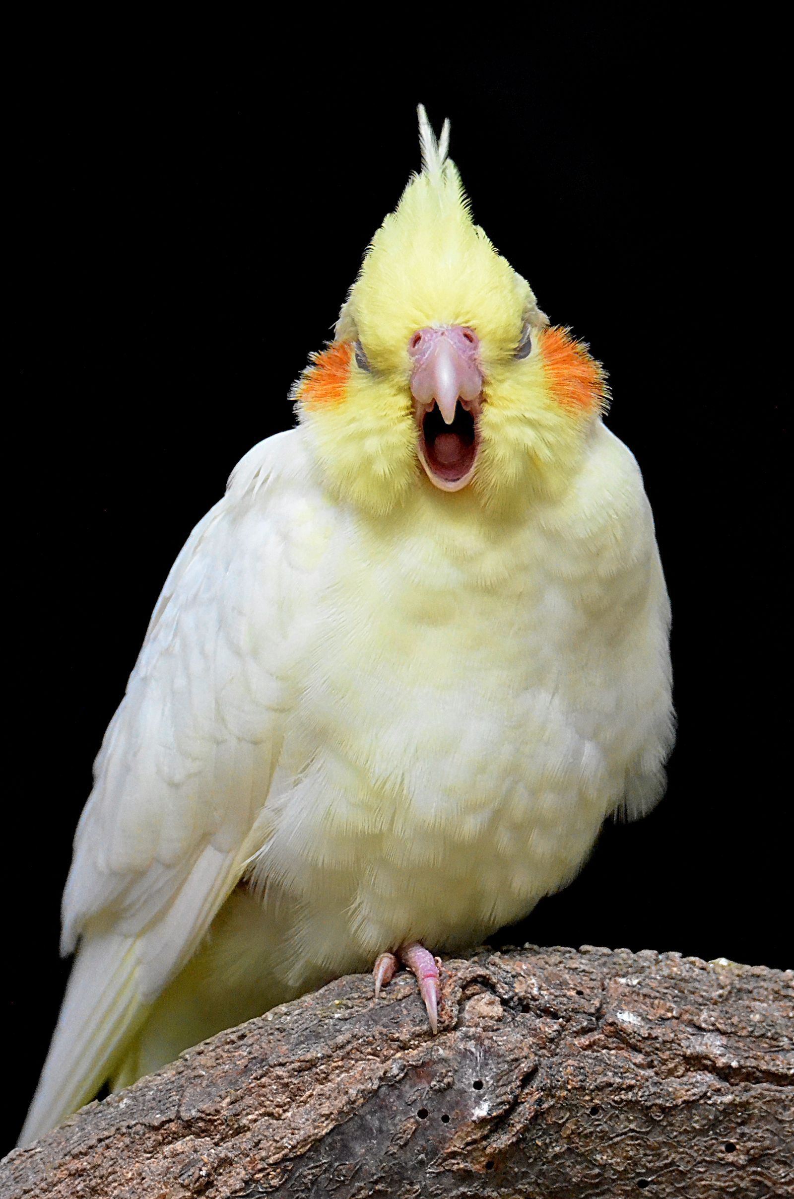 A pale yellow cockatiel with its beak open, perched on a branch against a black background.