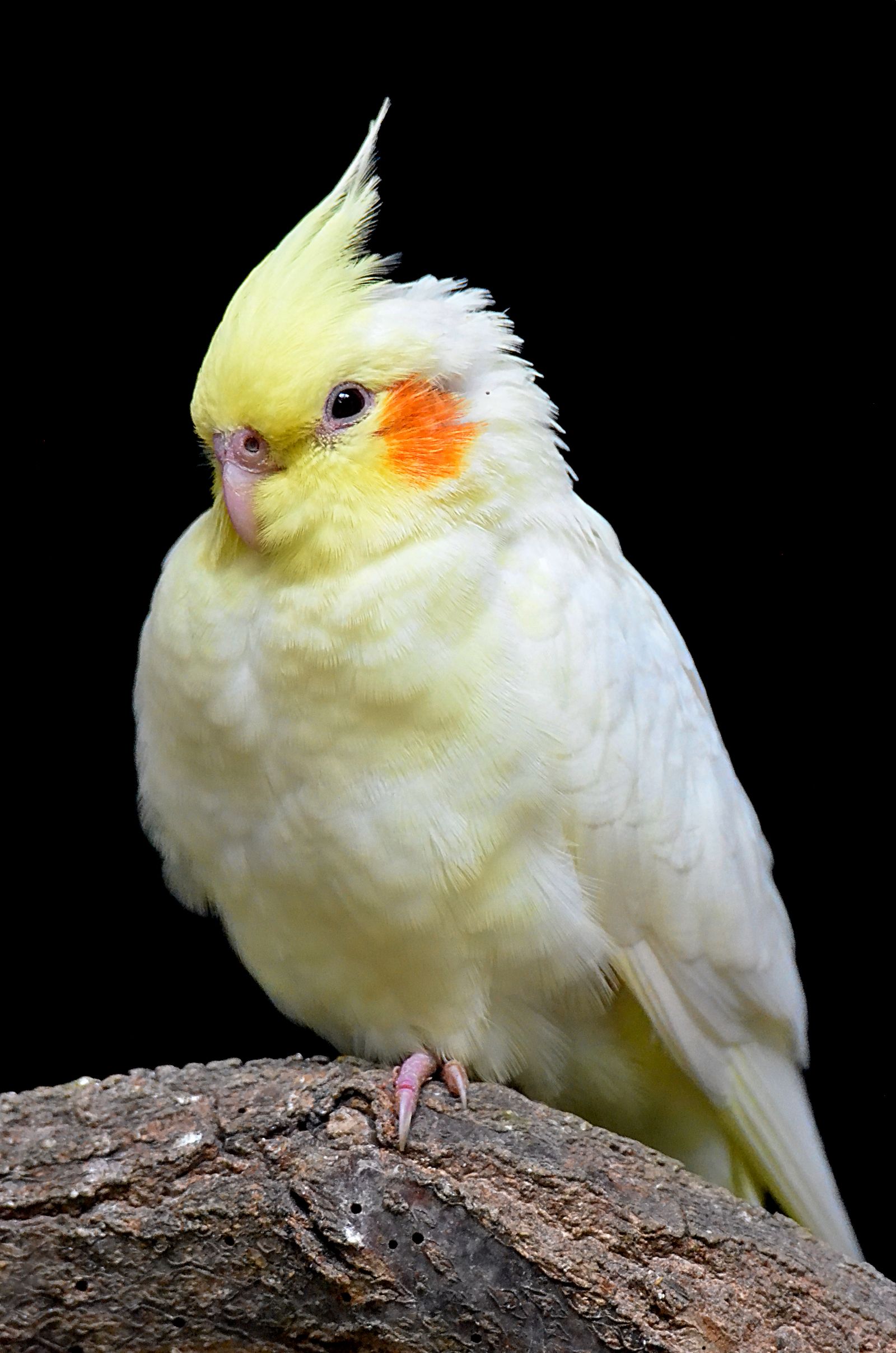 A pale yellow cockatiel with a tall crest perched on a branch against a black background.