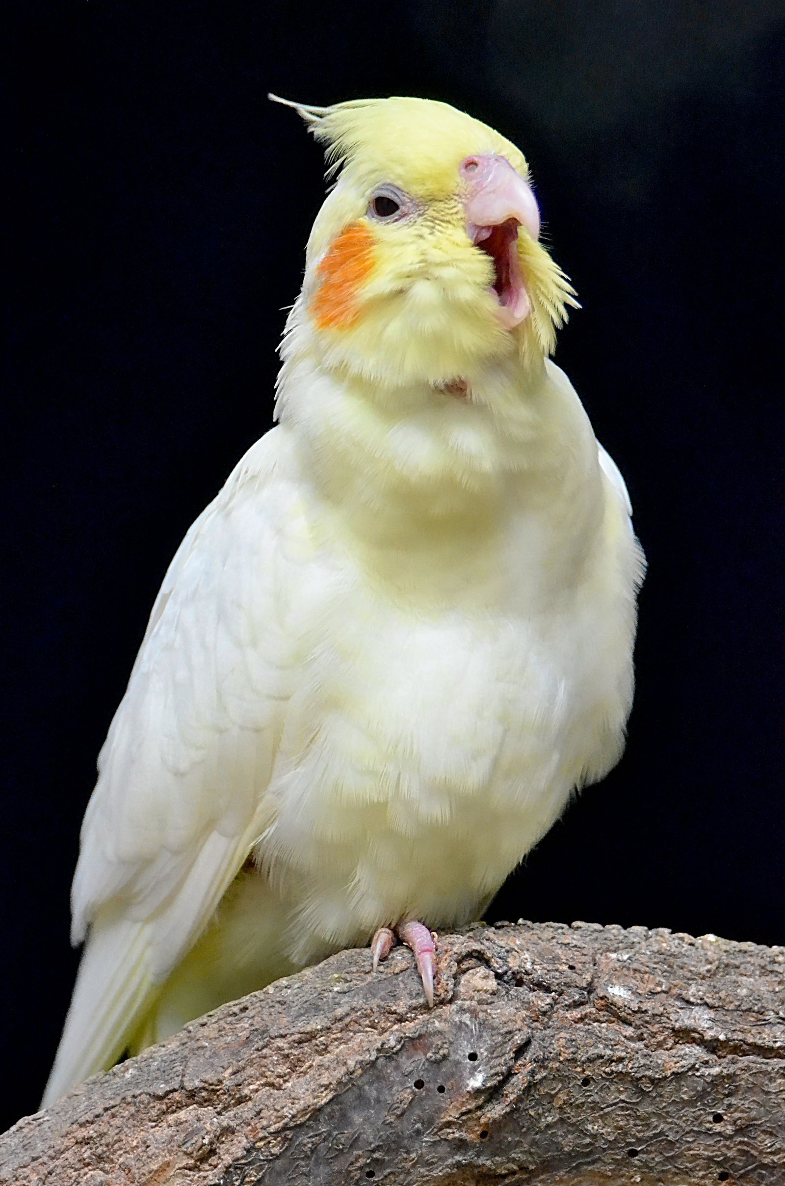 A lutino cockatiel with bright orange cheeks perched on a branch against a black background.