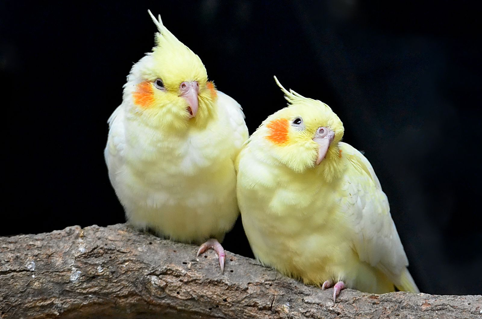 Two lutino cockatiels resting side by side on a branch against a dark background.