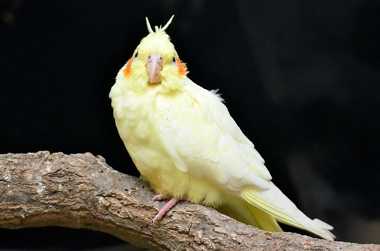 A fluffy pale yellow lutino cockatiel resting on a branch against a dark background.